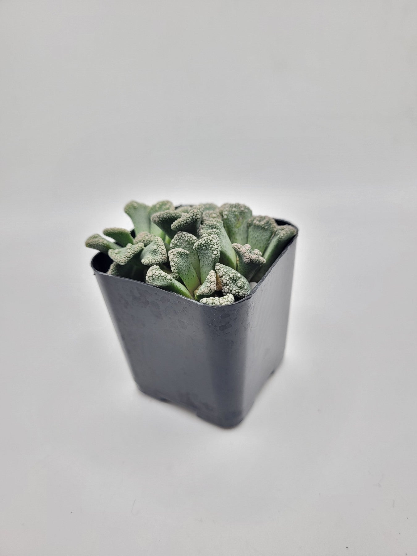 #51 Titanopsis calcera-Succulent - Small - Exact 2in Type-The Succulent Source