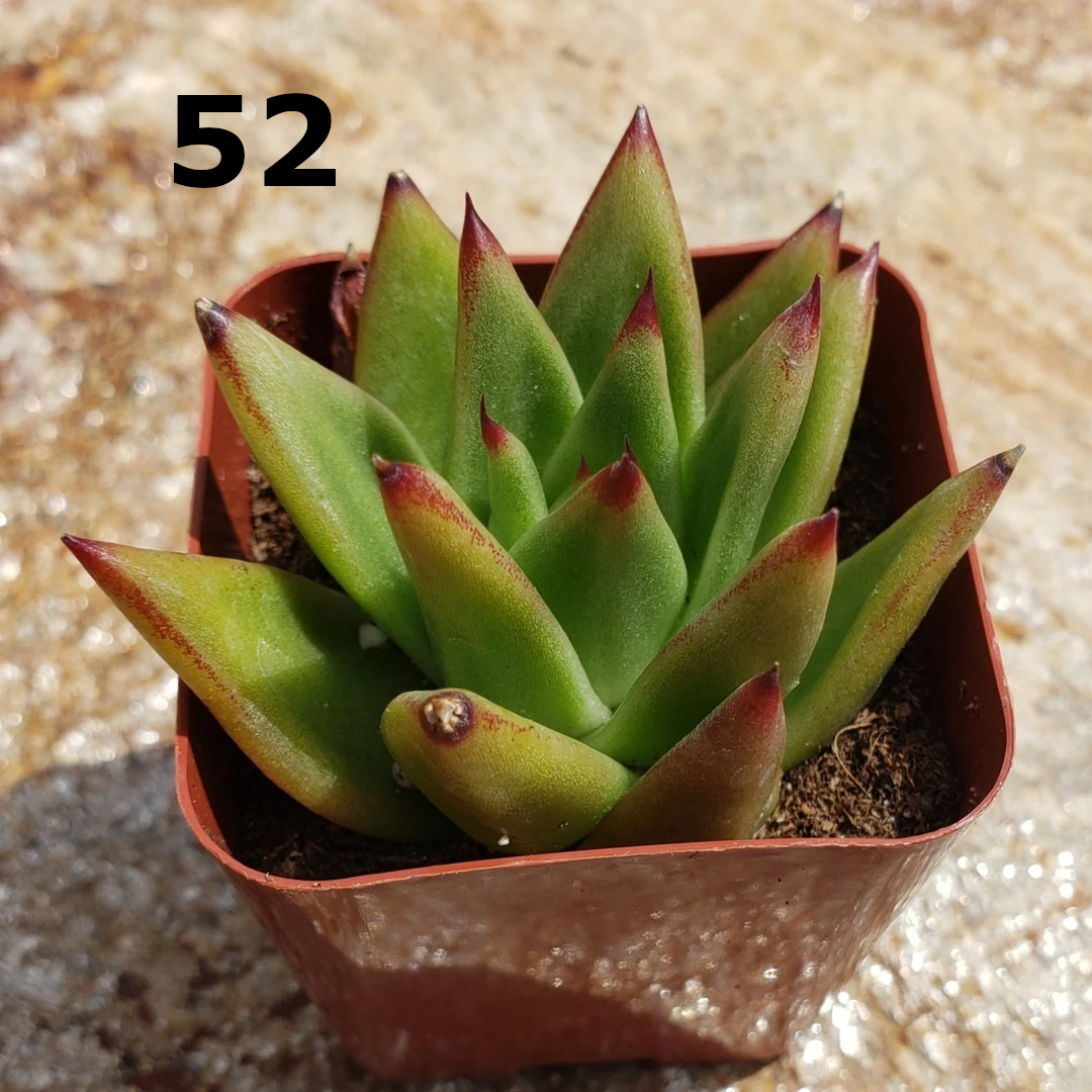 #52 Echeveria agavoides lipstick-Succulent - Small - Exact Type-The Succulent Source