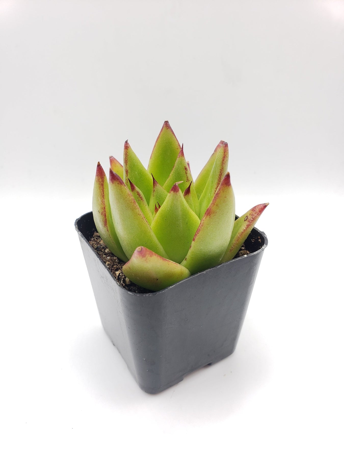 #52 Echeveria agavoides lipstick-Succulent - Small - Exact 2in Type-The Succulent Source