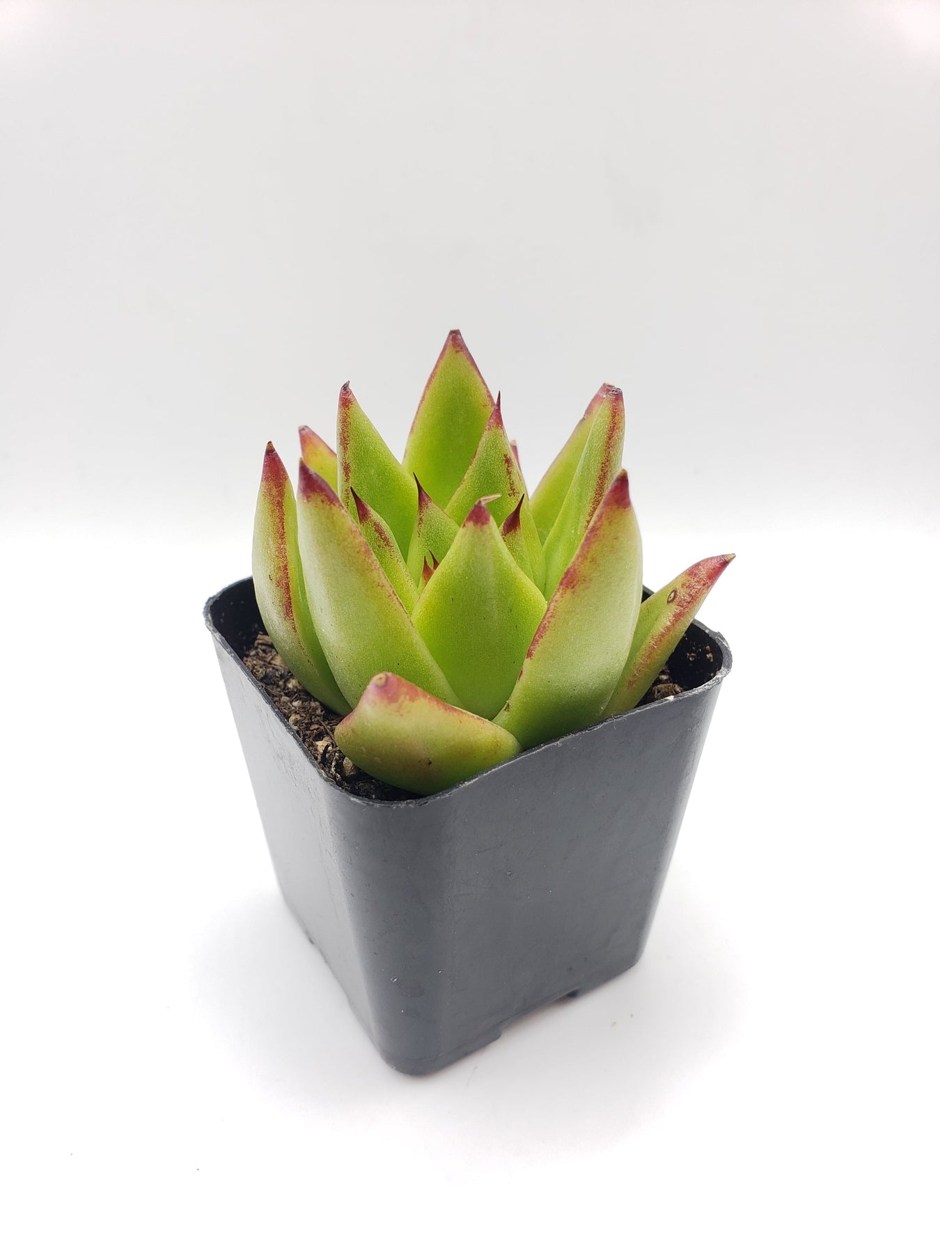 Echeveria Agavoides Lipstick Succulent Plant