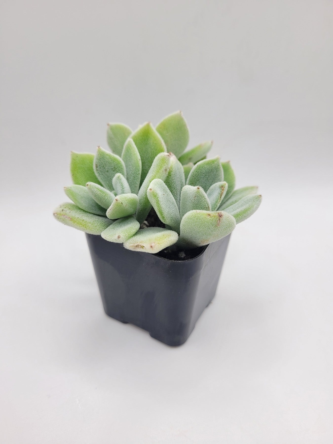 frosted succulents #53 Echeveria Pulvinata "Frosty"