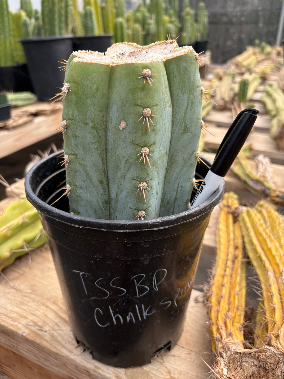 #EC100 EXACT Trichocereus Peruvianus TSSBP Chalk Spine Cactus Mid Potted