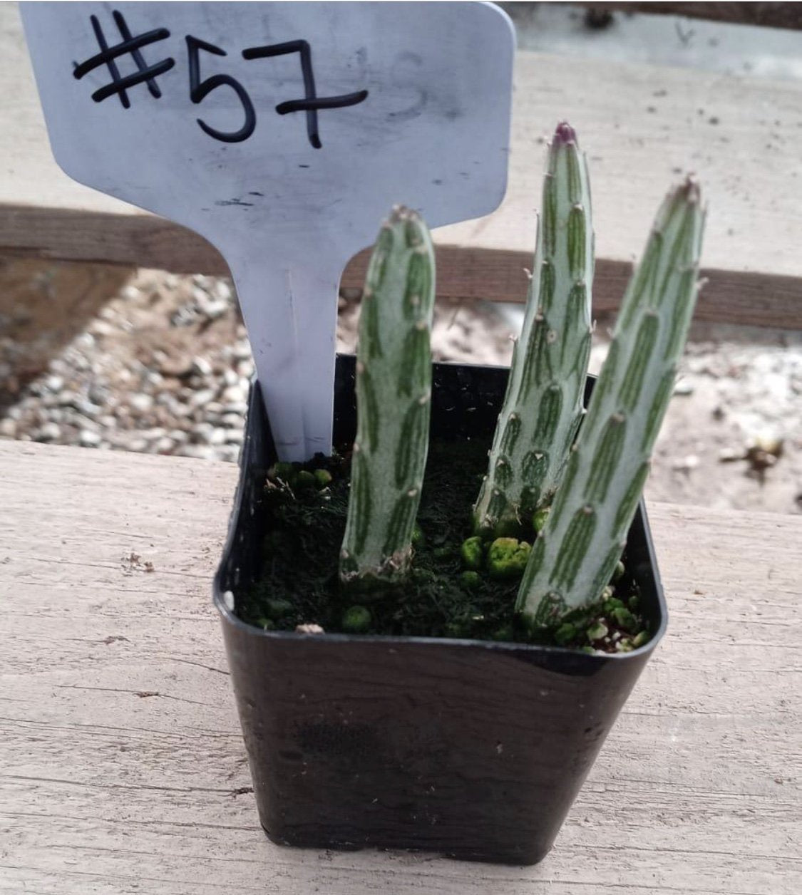 #57 Pickle Plant-Succulent - Small - Exact Type-The Succulent Source