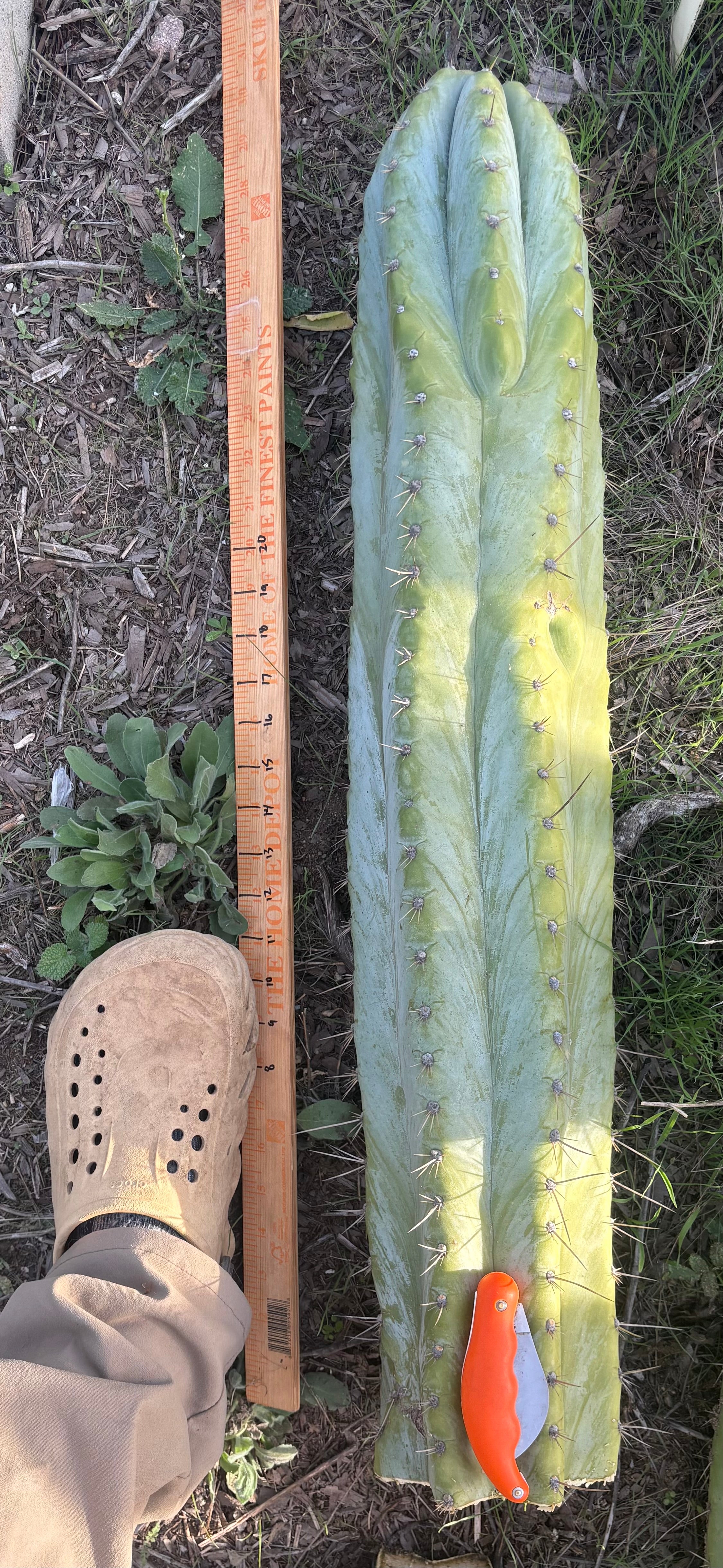 #EC287 EXACT Giant Trichocereus Peruvianus TSSBP Peru Cactus 30”+Cutting