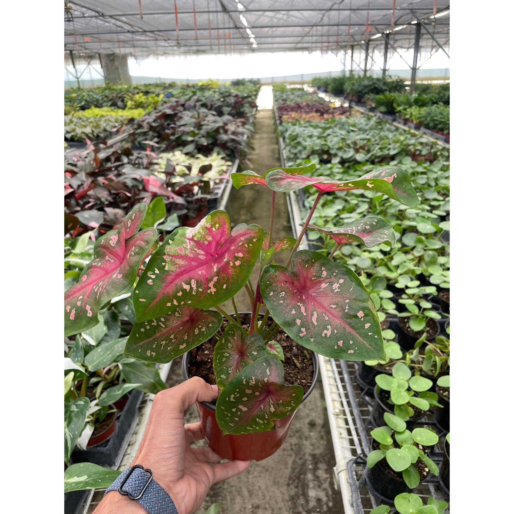 red succulent names 6" Caladium 'Red Flash'