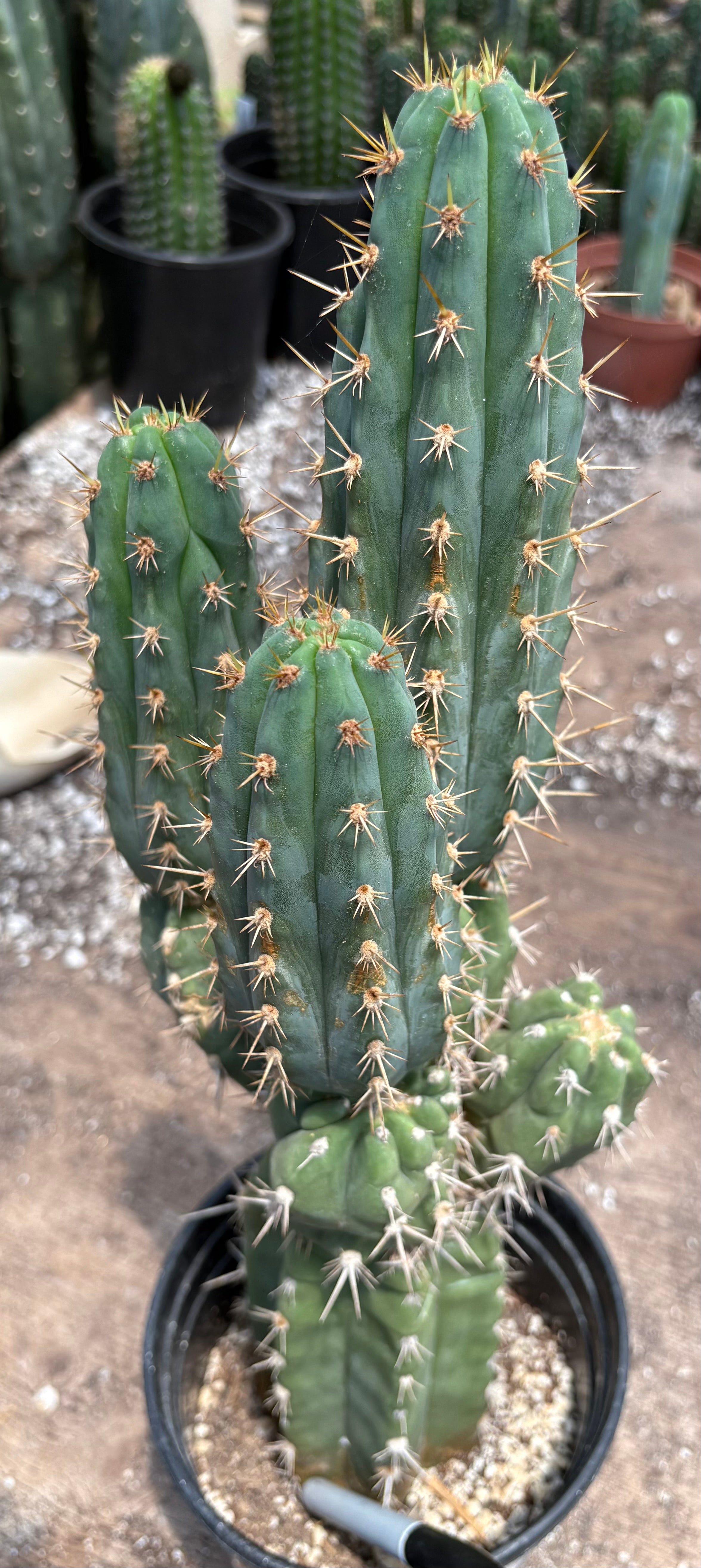 #EC376 EXACT Trichocereus Beautiful potted specimen 17.5”