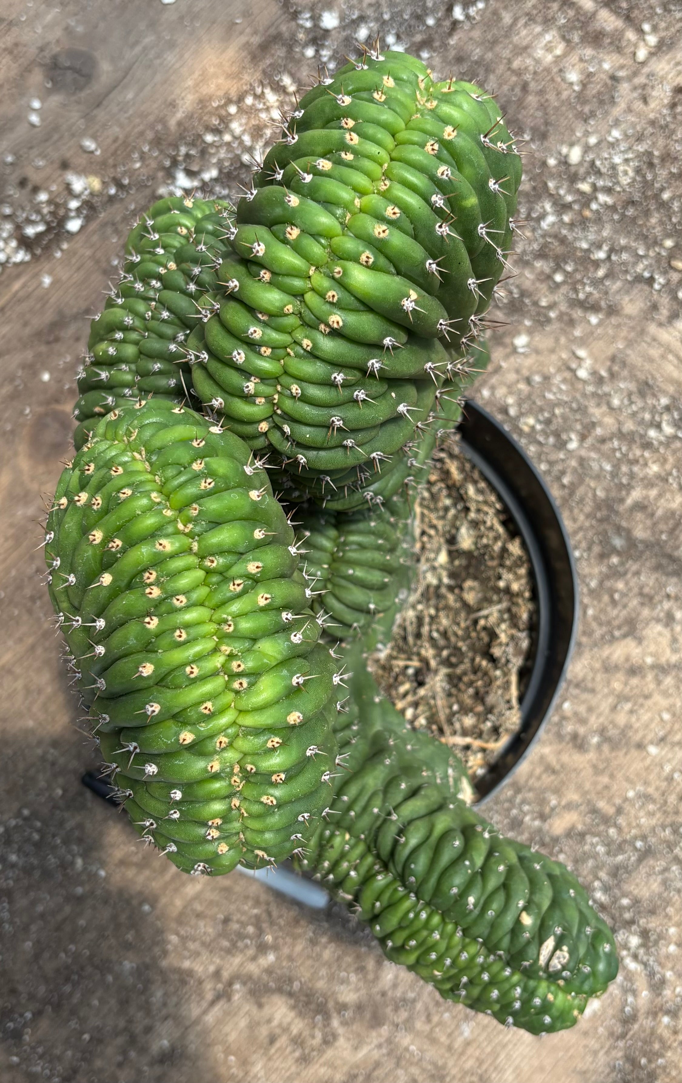 #EC104 EXACT Trichocereus Pachanoi Crested Cactus