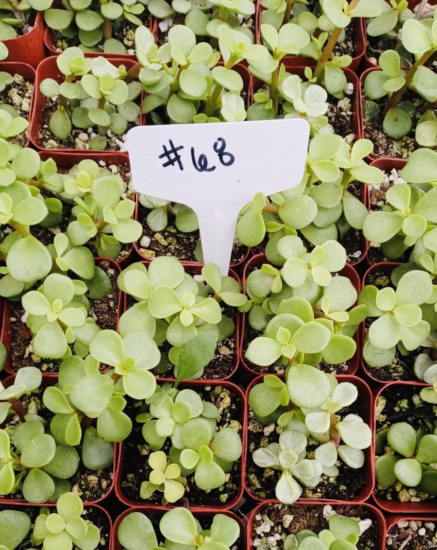 #68 Elephant Bush Green-Succulent - Small - Exact Type-The Succulent Source
