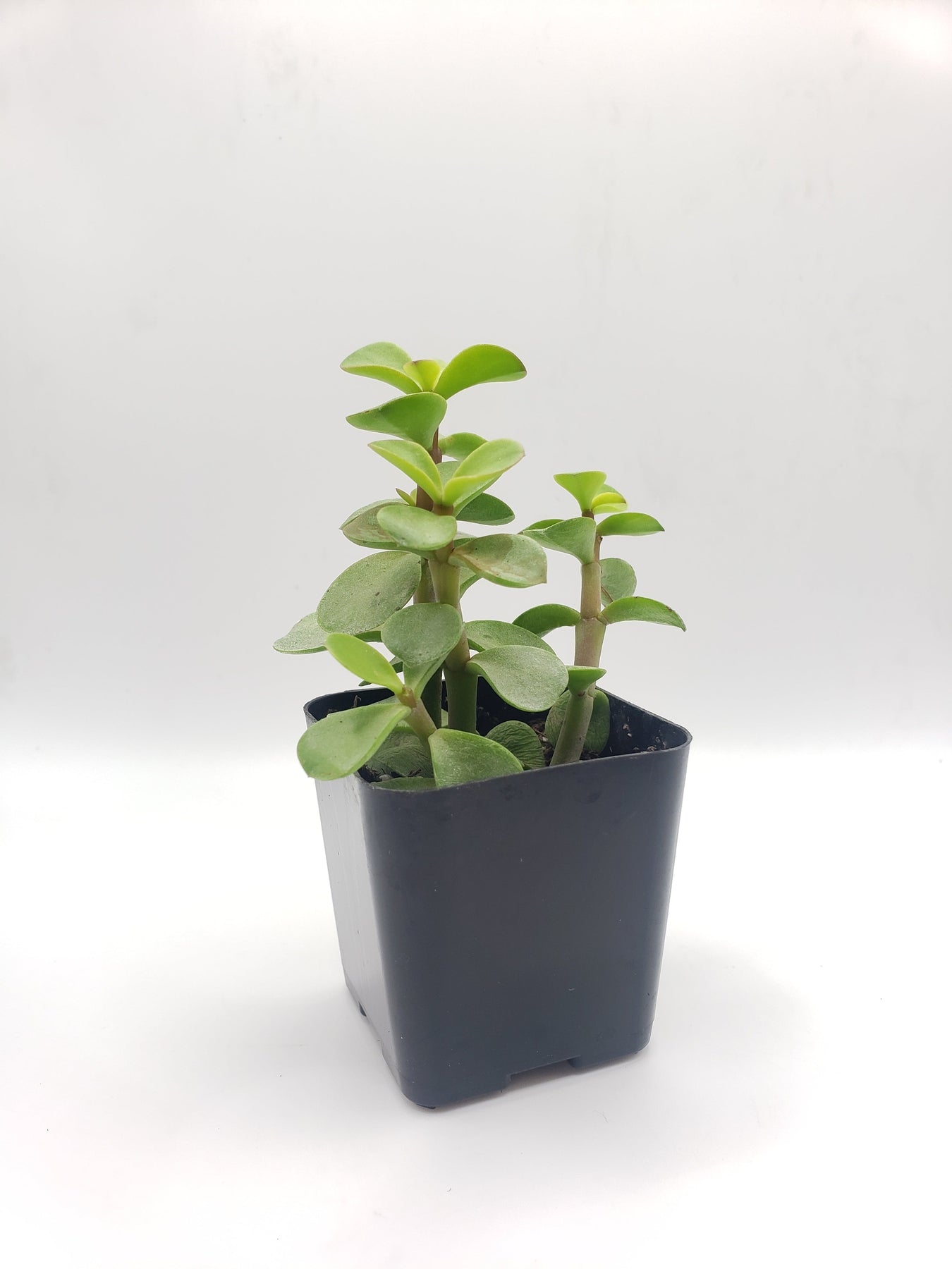 #68 Portulacaria Elephant Bush Green