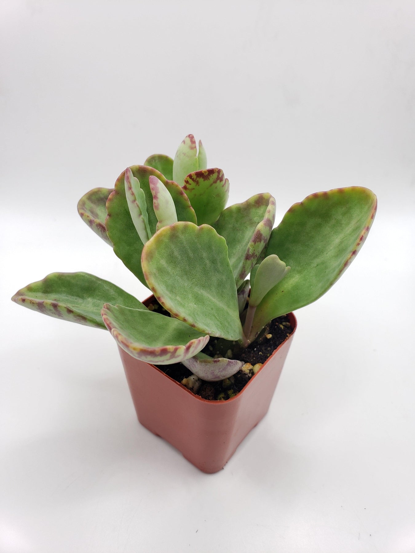 #76 Kalanchoe Humilis-Succulent - Small - Exact 2in Type-The Succulent Source