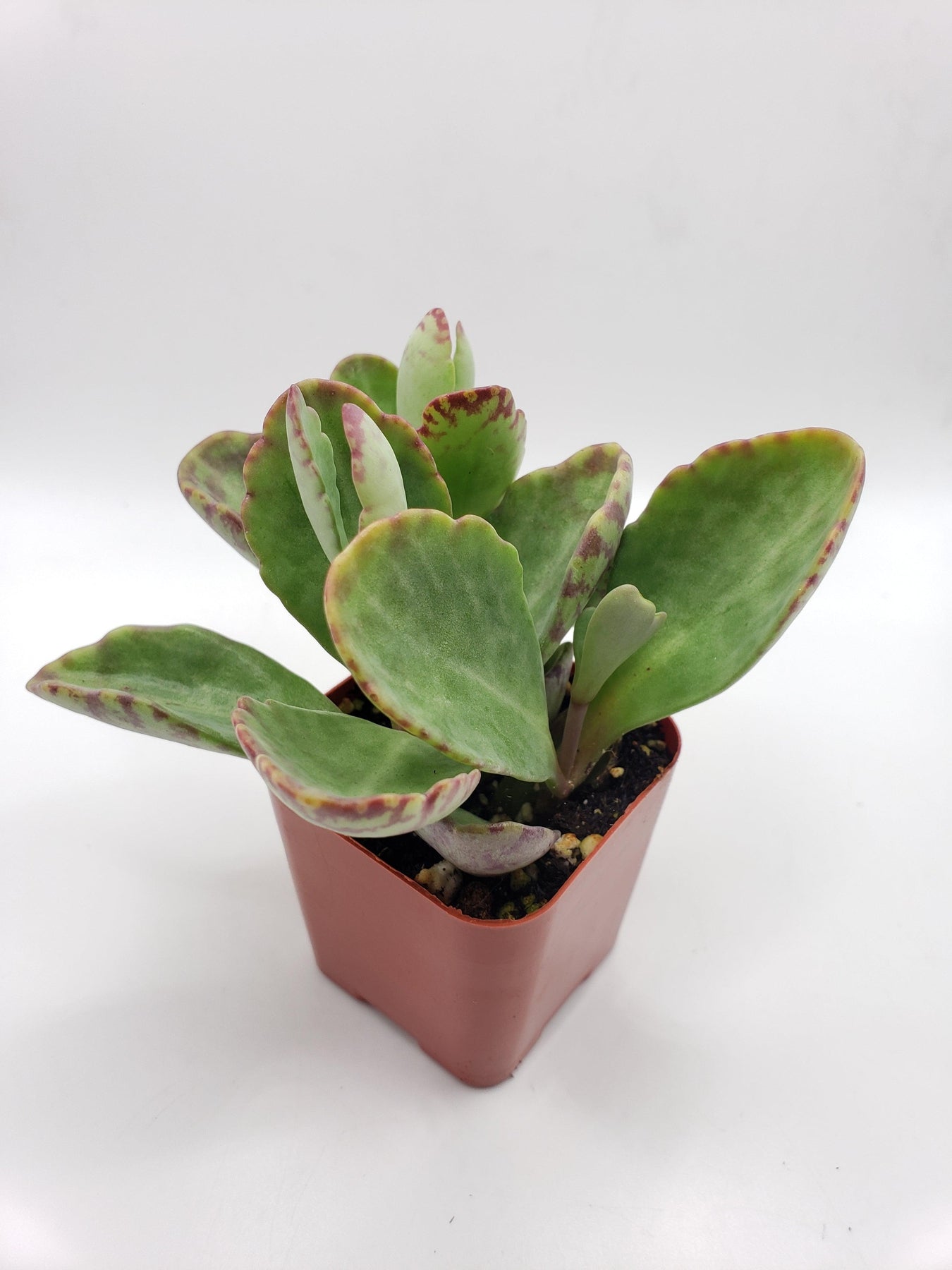 humilis succulent #76 Kalanchoe Humilis