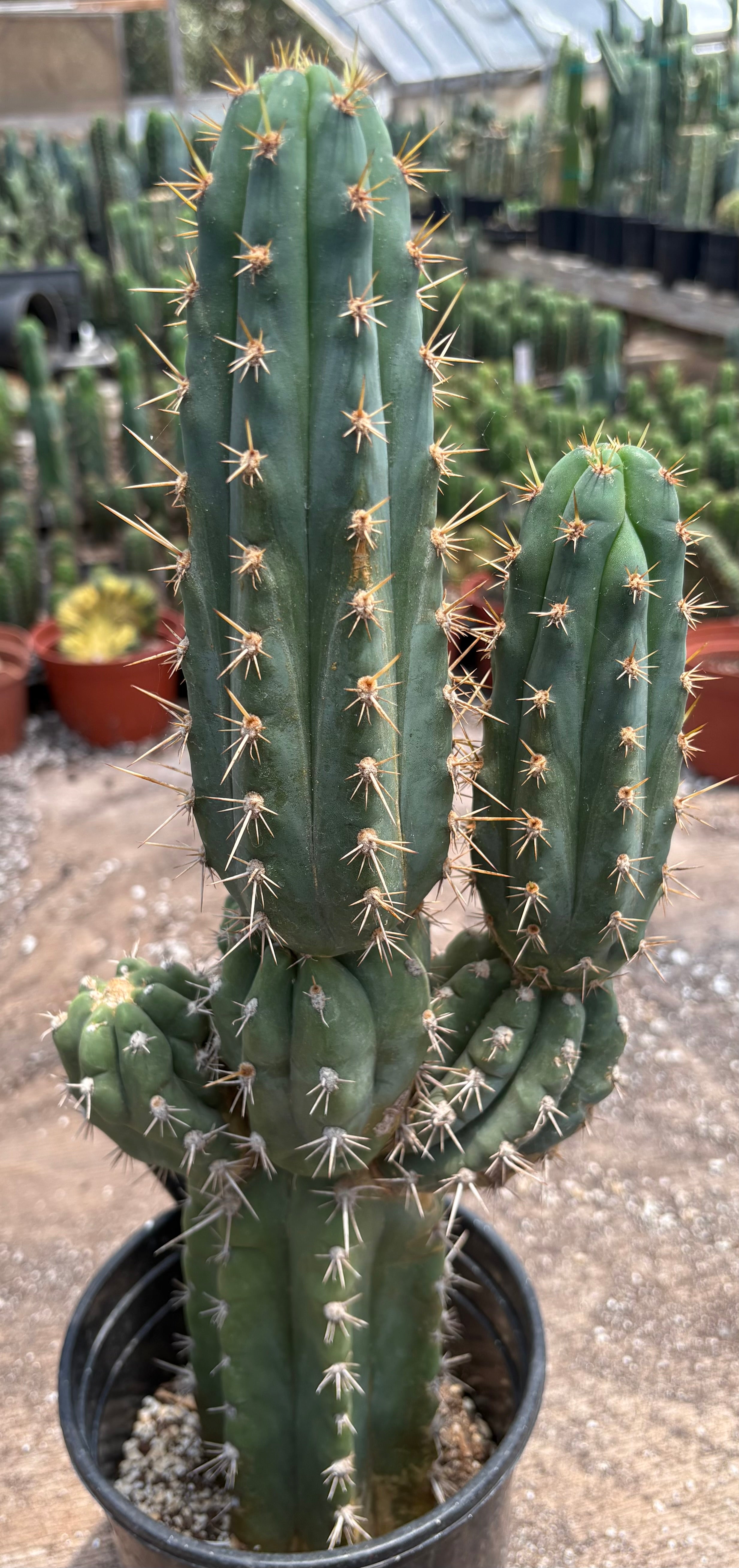 #EC376 EXACT Trichocereus Beautiful potted specimen 17.5”
