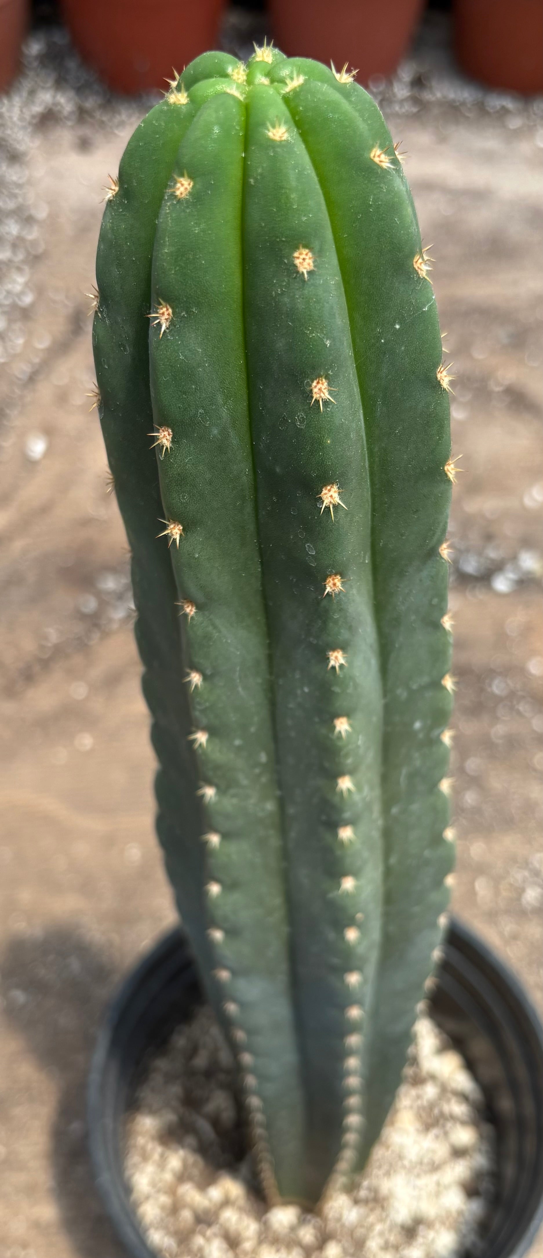 #EC372 Exact Trichocereus Pachanoi Vilca C X Pach Crown 17”