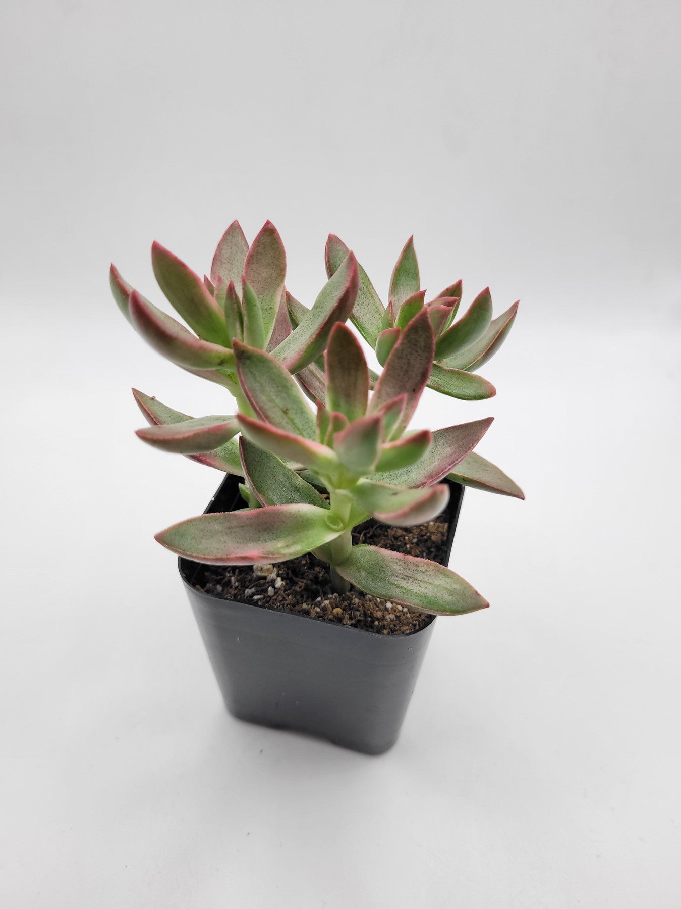 #83 "Day Dream Fantasy"-Succulent - Small - Exact 2in Type-The Succulent Source
