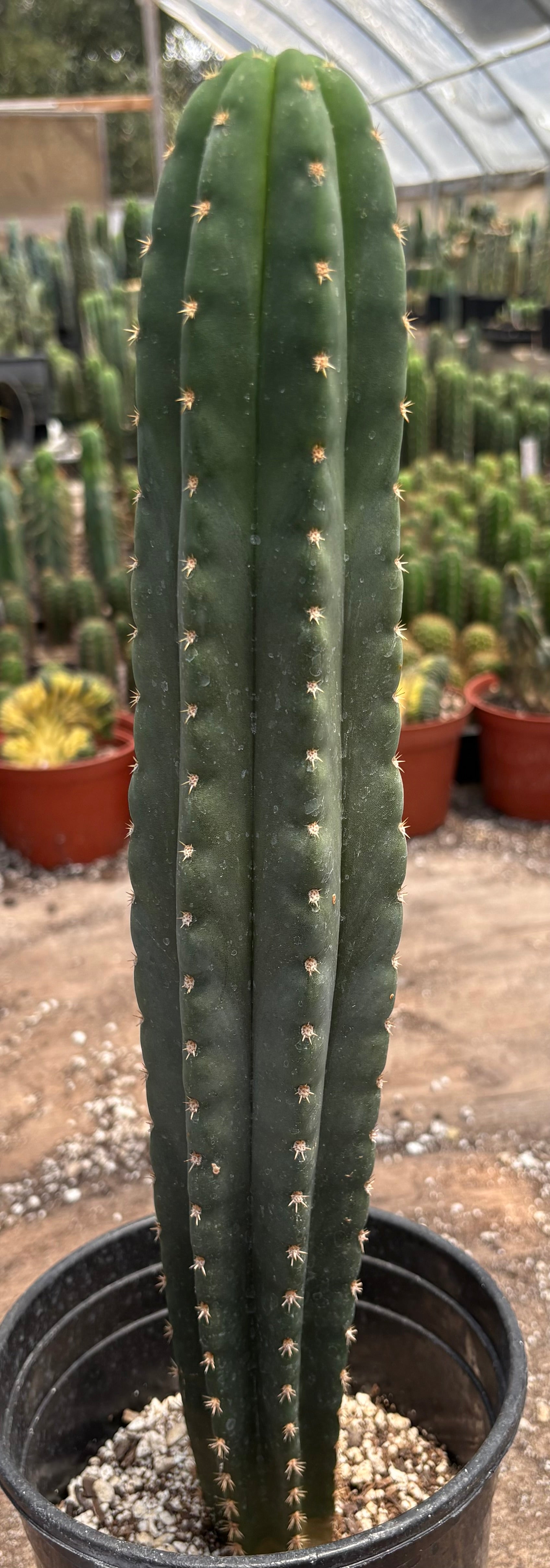 #EC372 Exact Trichocereus Pachanoi Vilca C X Pach Crown 17”