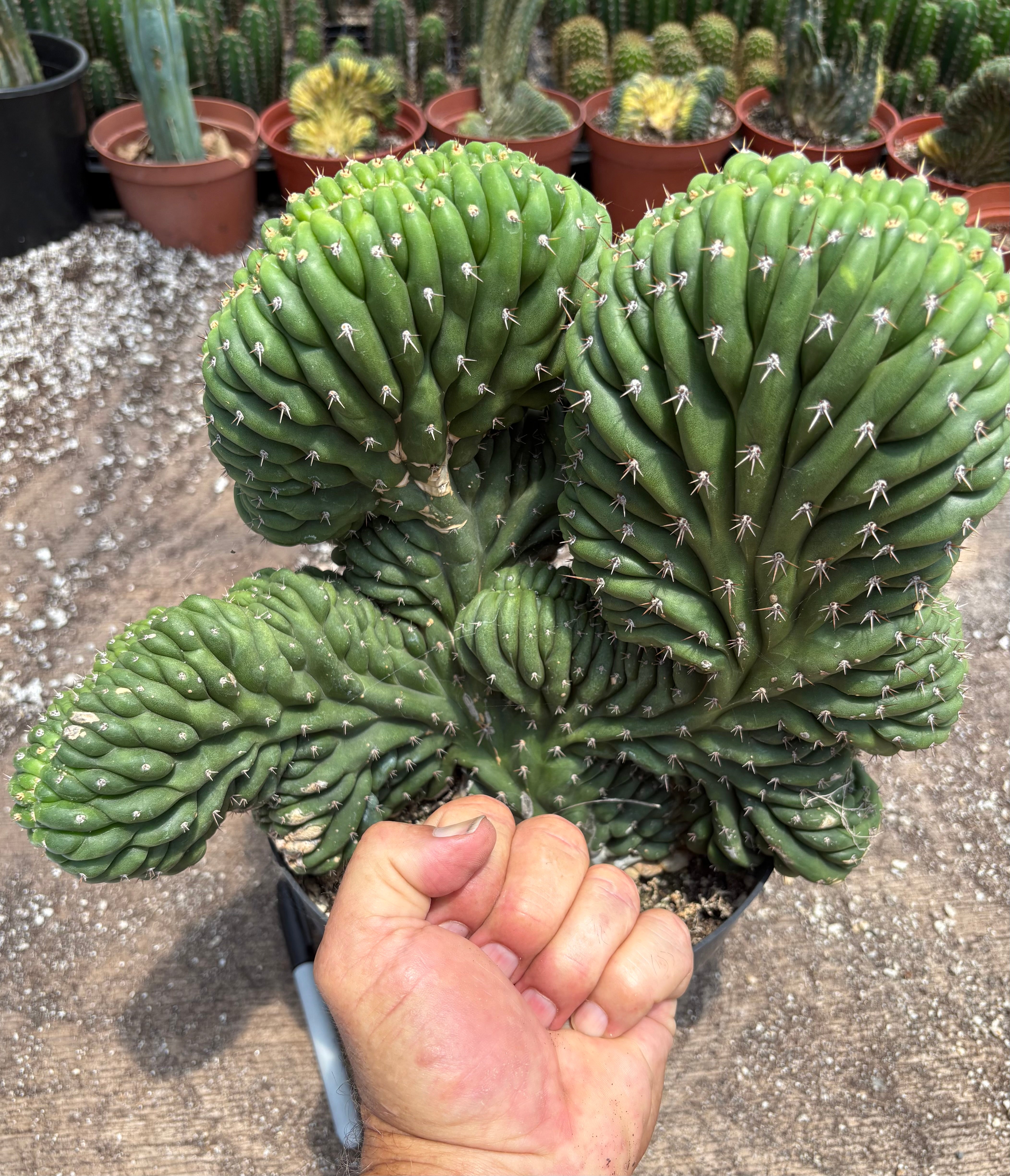 #EC104 EXACT Trichocereus Pachanoi Crested Cactus