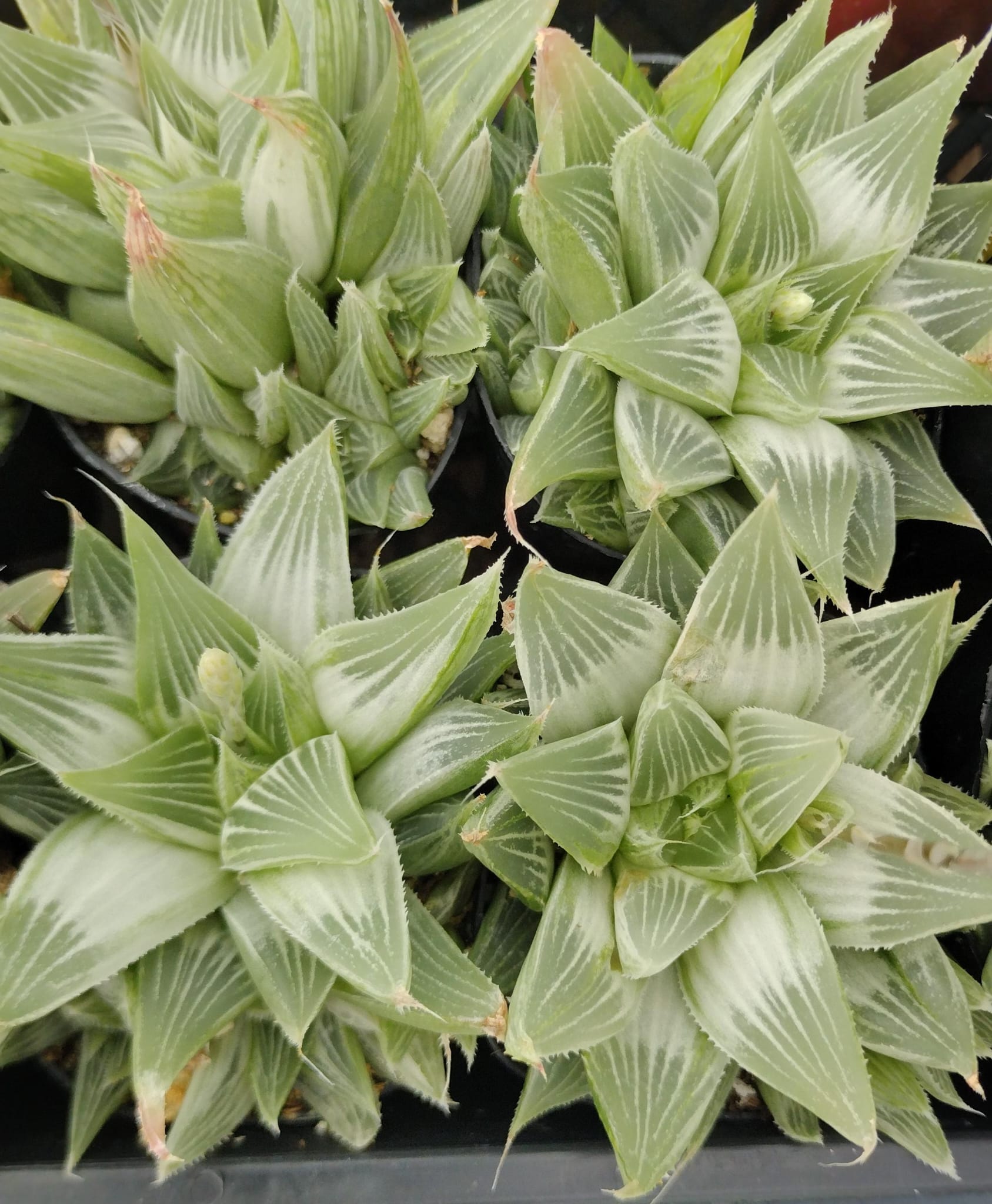 #98 Haworthia-Succulent - Small - Exact 2in Type-The Succulent Source