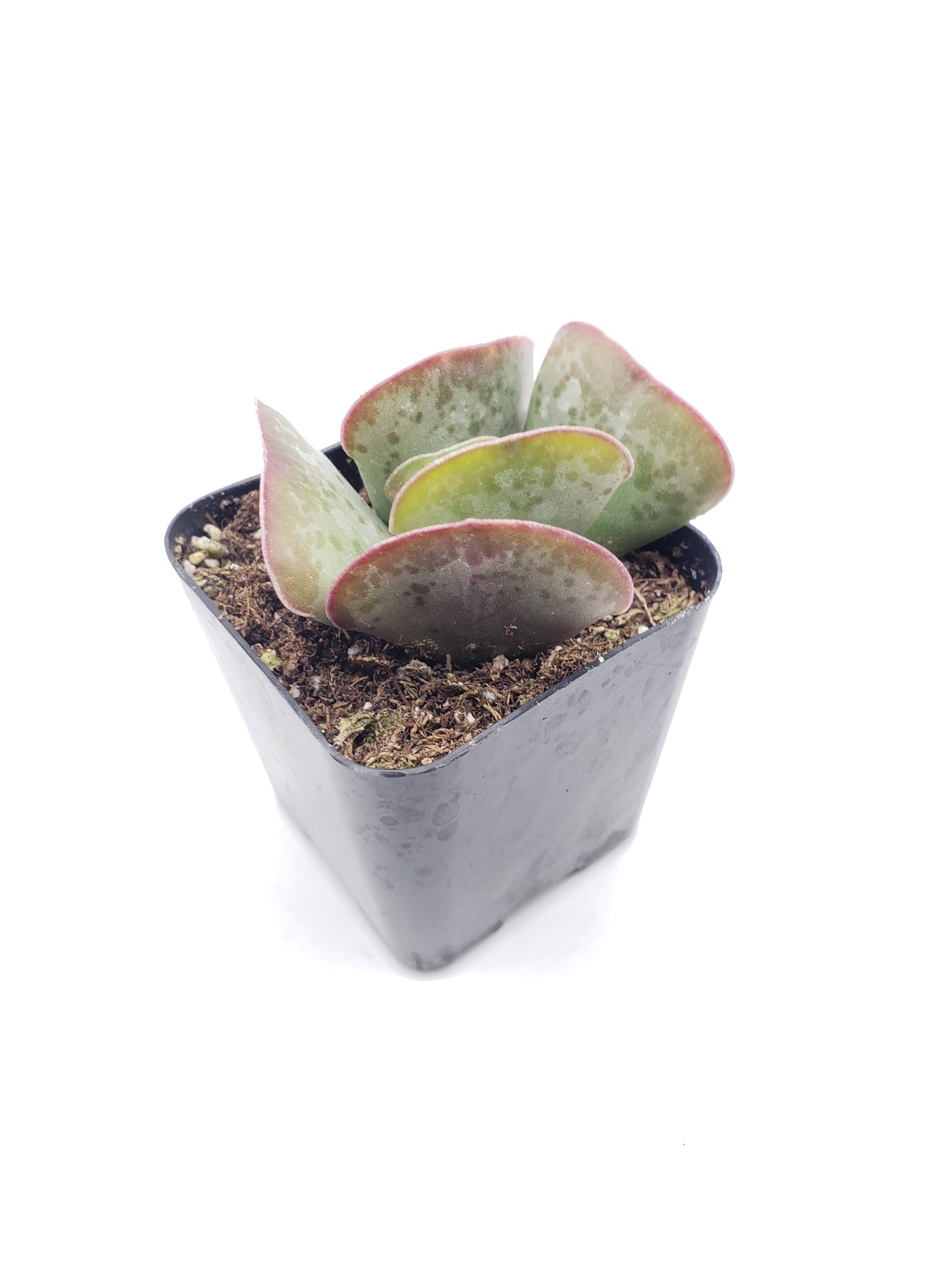 calico hearts succulent care #99 Andromischus "Calico Hearts"