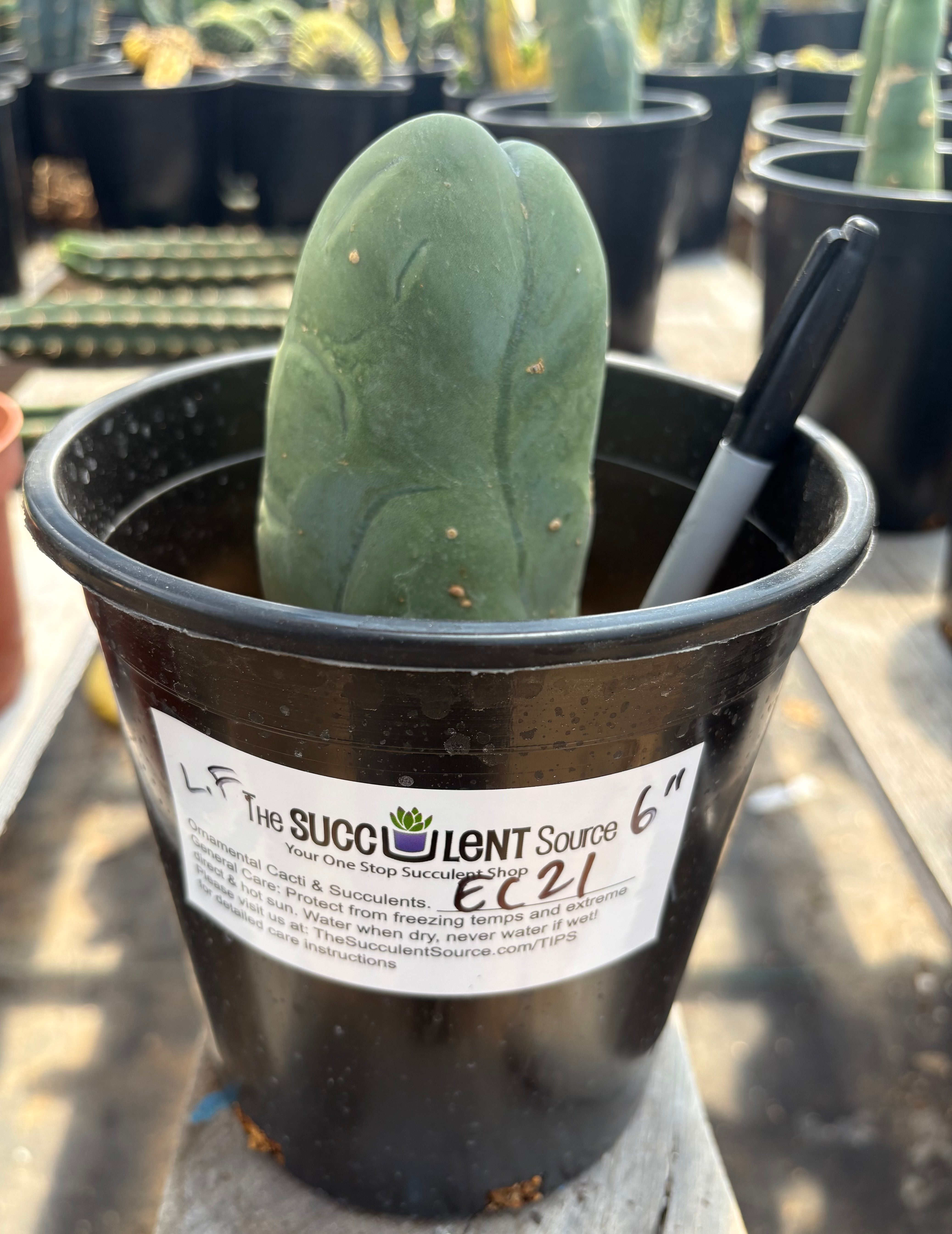 #EC21 EXACT Trichocereus Bridgesii Monstrose TBM Long Form penis Cactus 6”