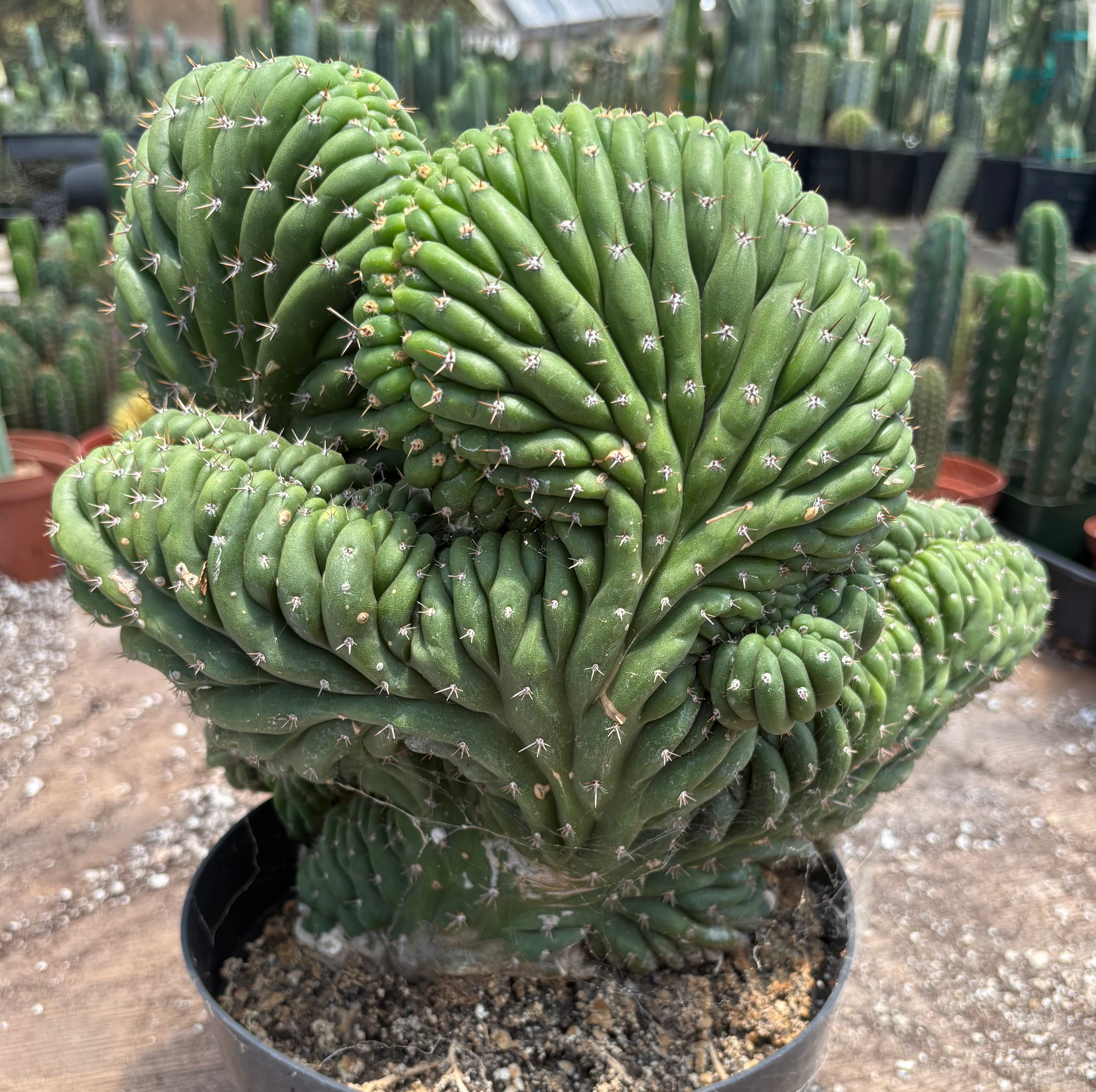 #EC104 EXACT Trichocereus Pachanoi Crested Cactus