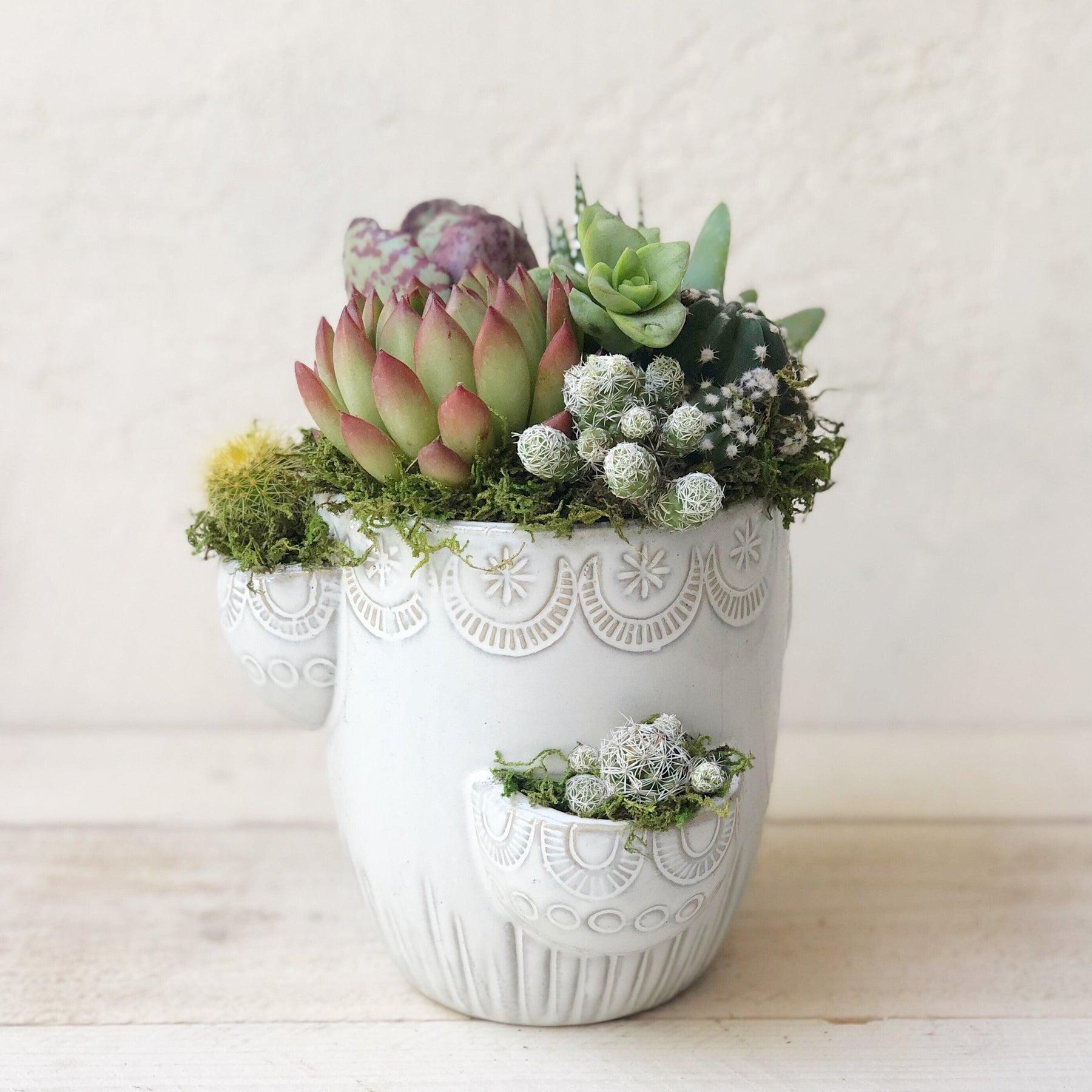 succulent arrangements in pots Succulent Arrangement