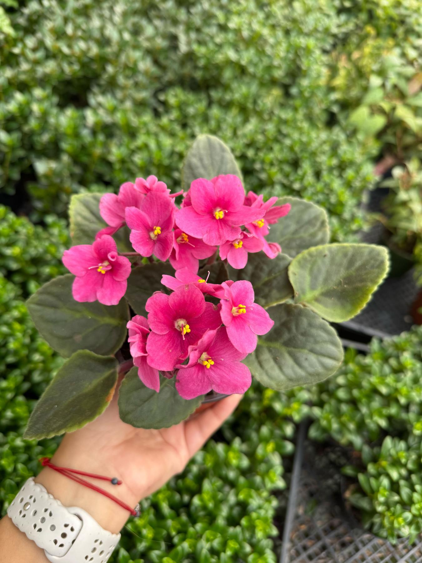 African Violet-The Succulent Source