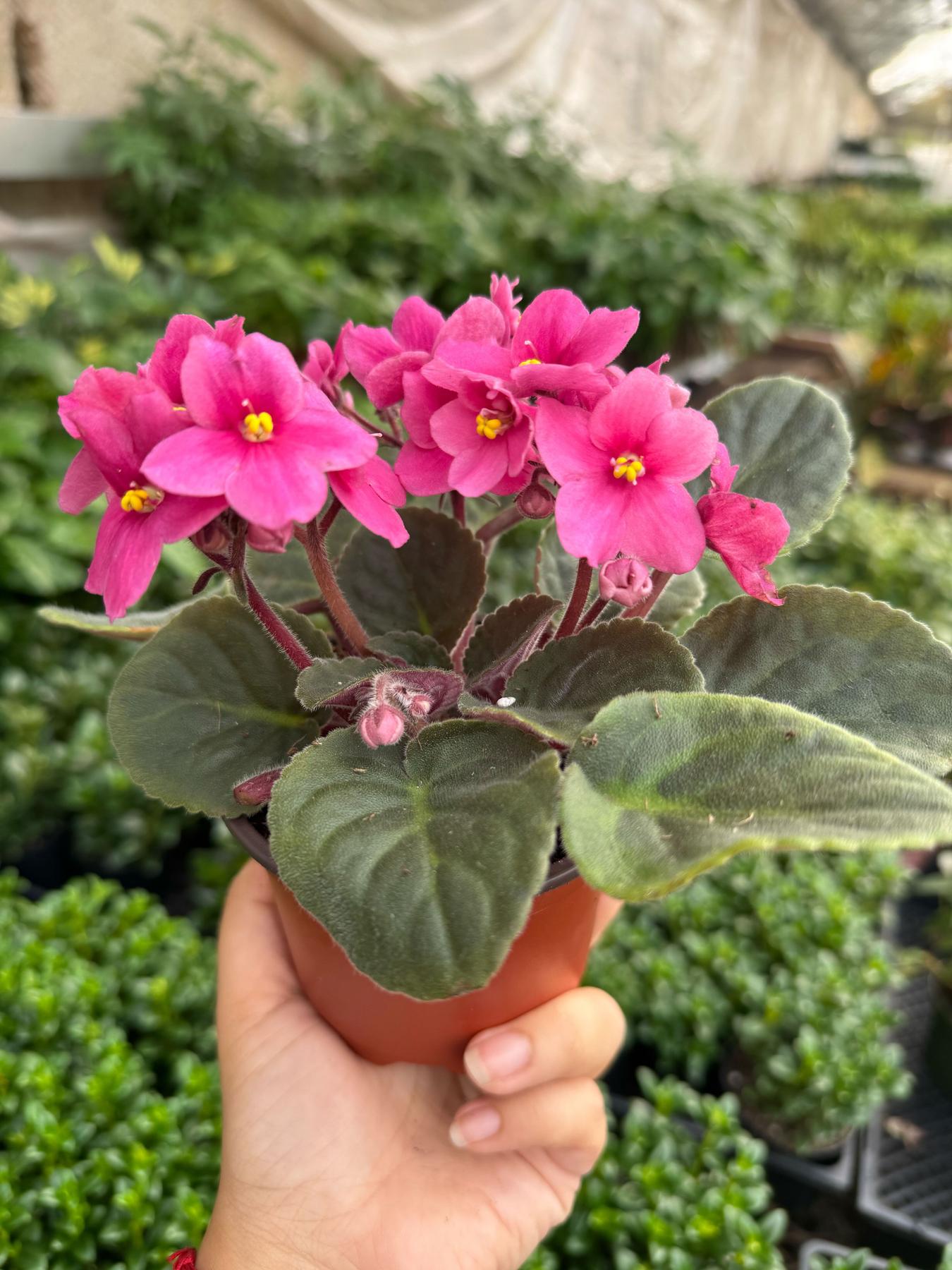 African Violet-The Succulent Source