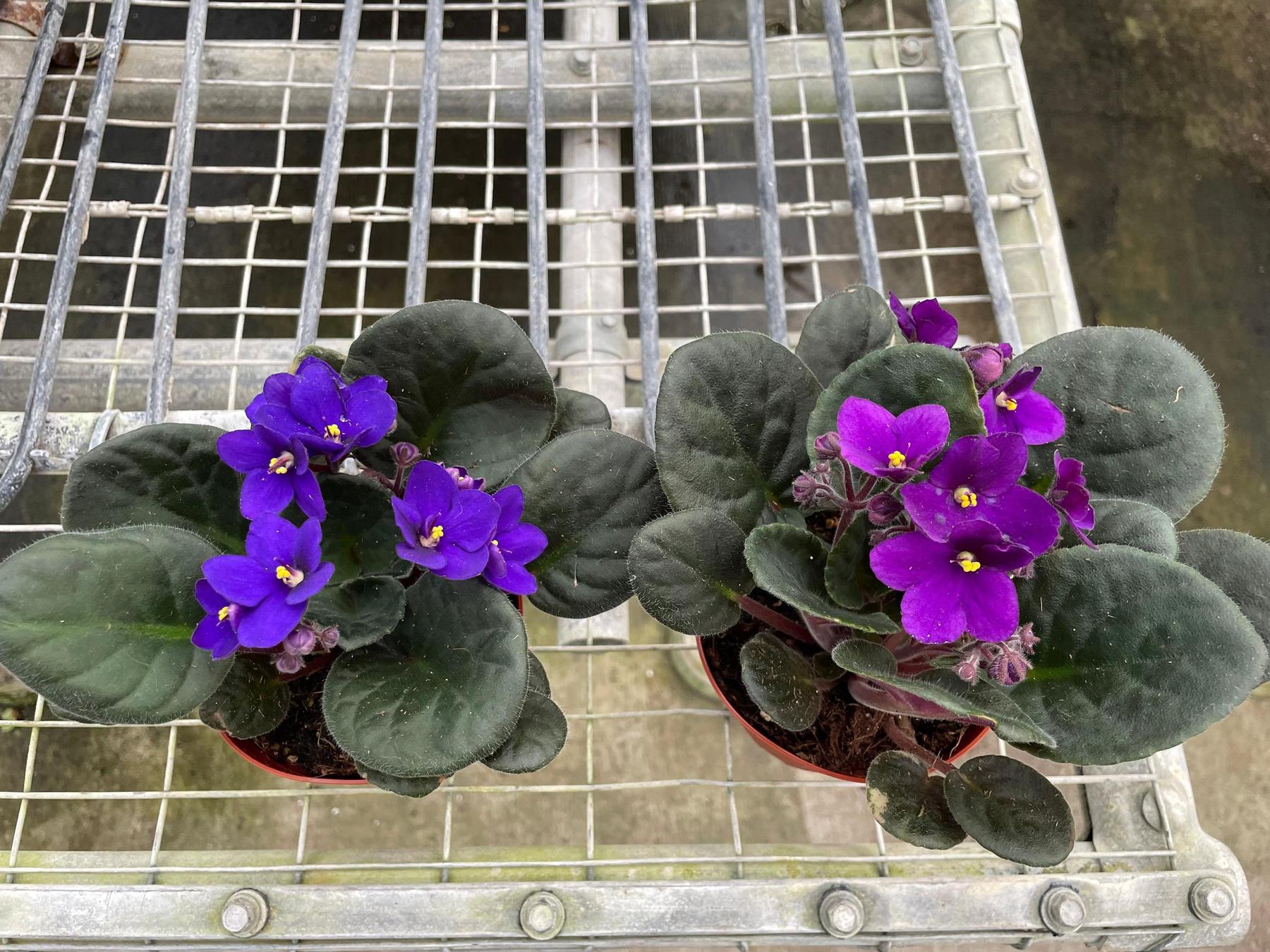 African Violet-The Succulent Source