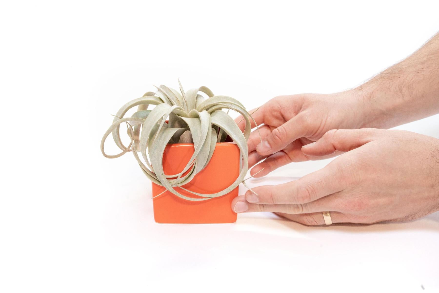 Air Plant Supply Co. Brand Colors Set - Two Ceramic Cube Containers with Tillandsia Xerographica Mini and Juncea-The Succulent Source