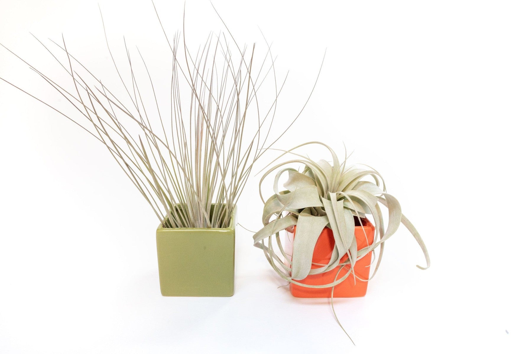 Air Plant Supply Co. Brand Colors Set - Two Ceramic Cube Containers with Tillandsia Xerographica Mini and Juncea-The Succulent Source