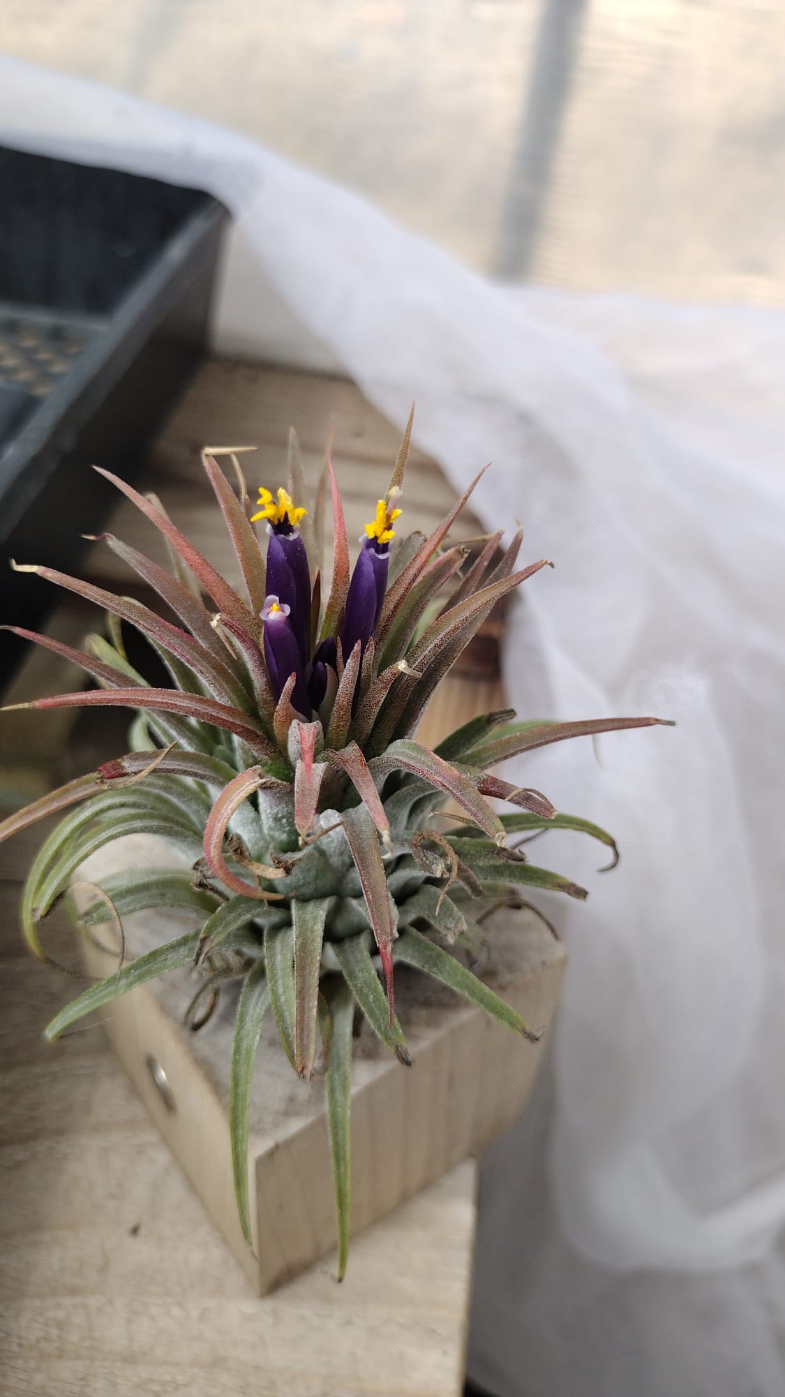 Air Plants-Air Plant-The Succulent Source