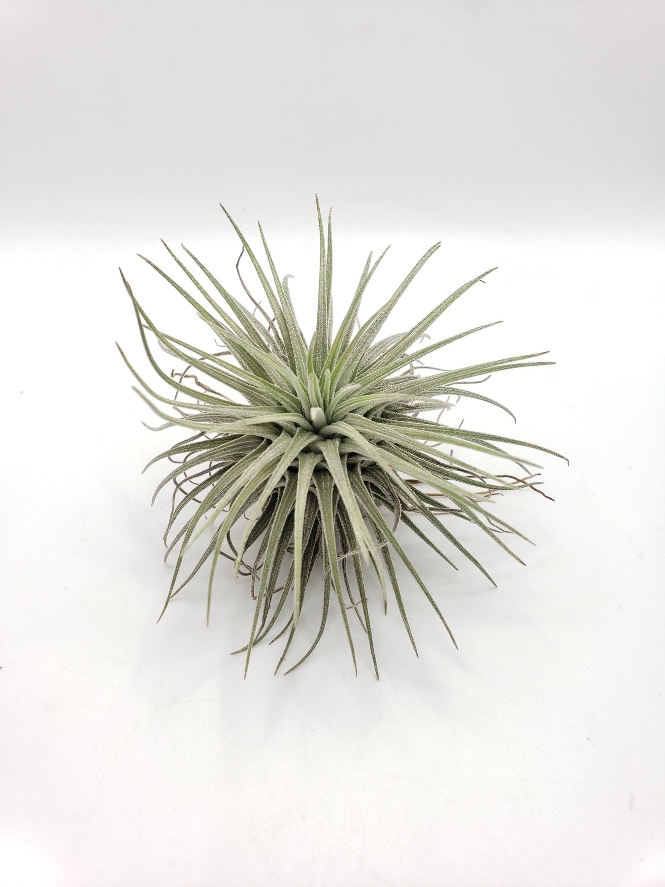 Air Plants-Air Plant-The Succulent Source