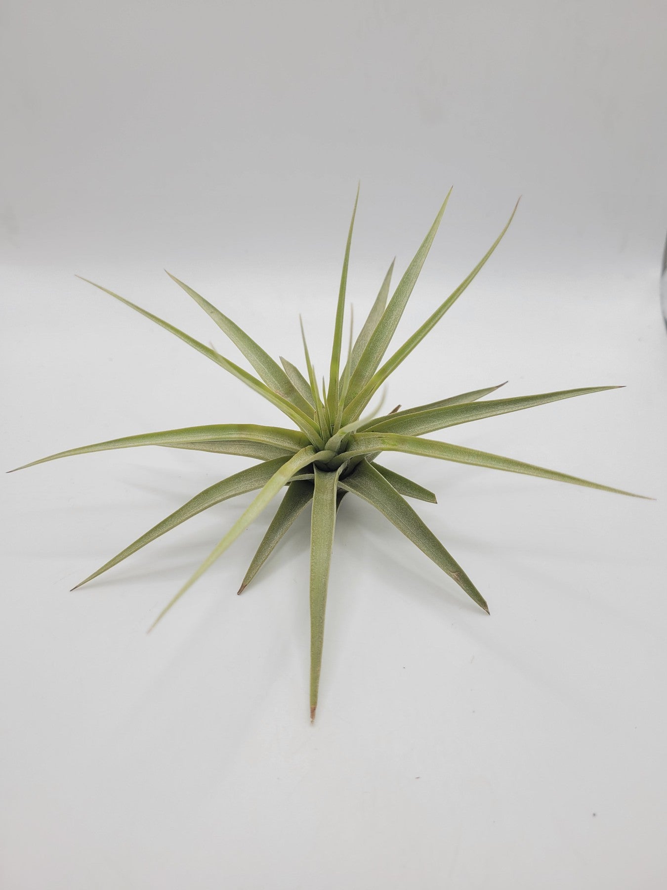 Air Plants-Air Plant-The Succulent Source
