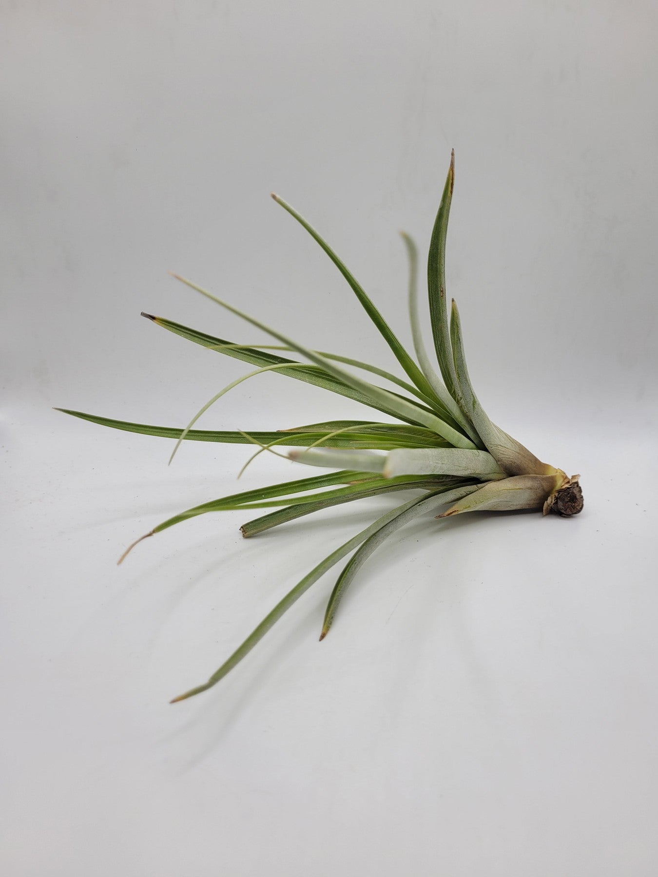 Air Plants-Air Plant-The Succulent Source