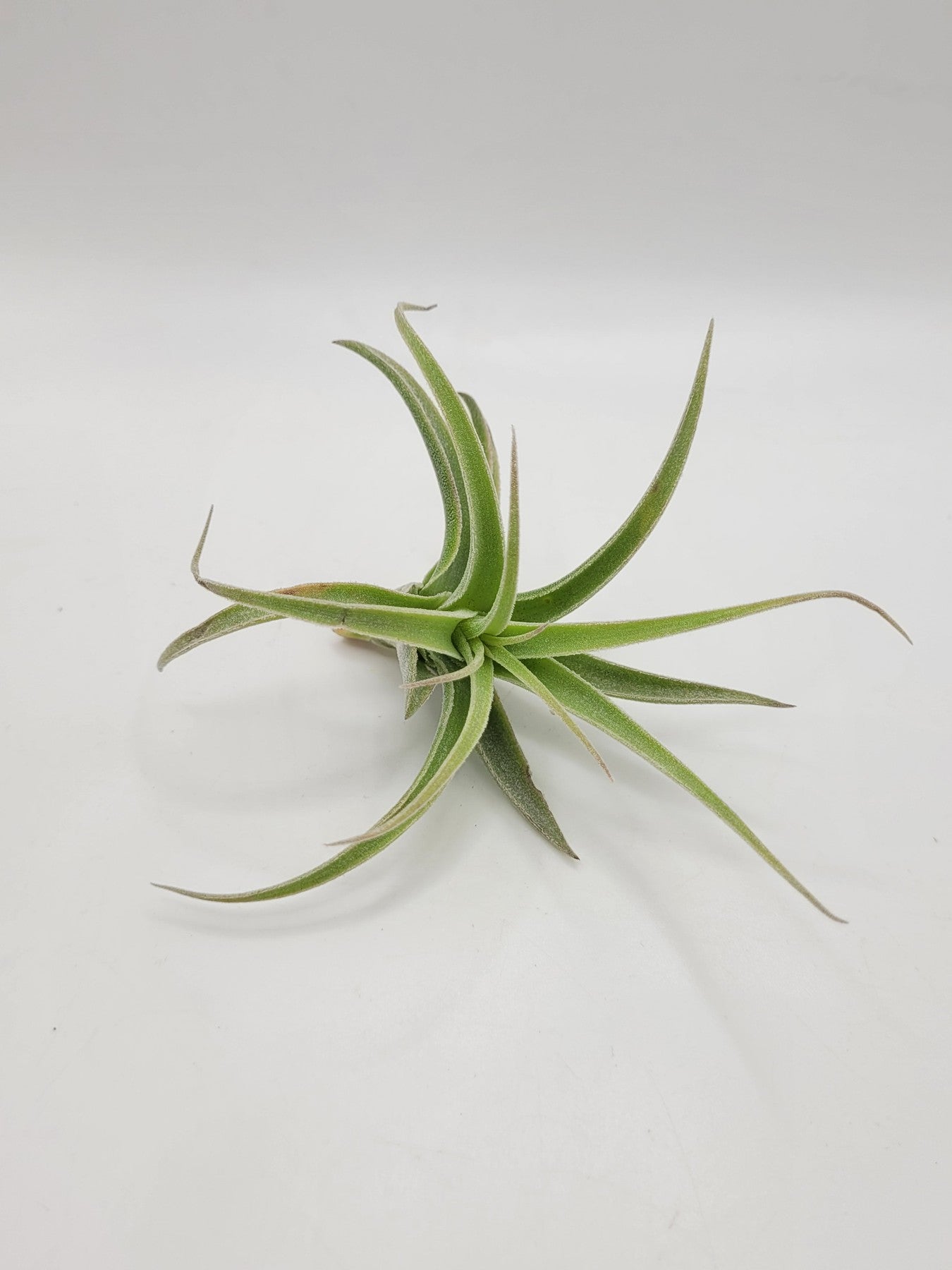 Air Plants-Air Plant-The Succulent Source