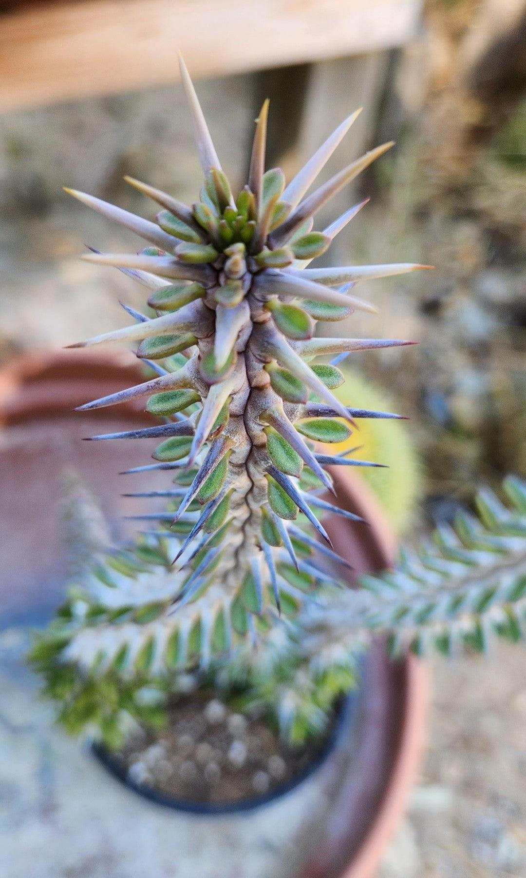 Alluaudia Procera aka False Ocotillo in 1 gallon container-Succulent - Large-The Succulent Source