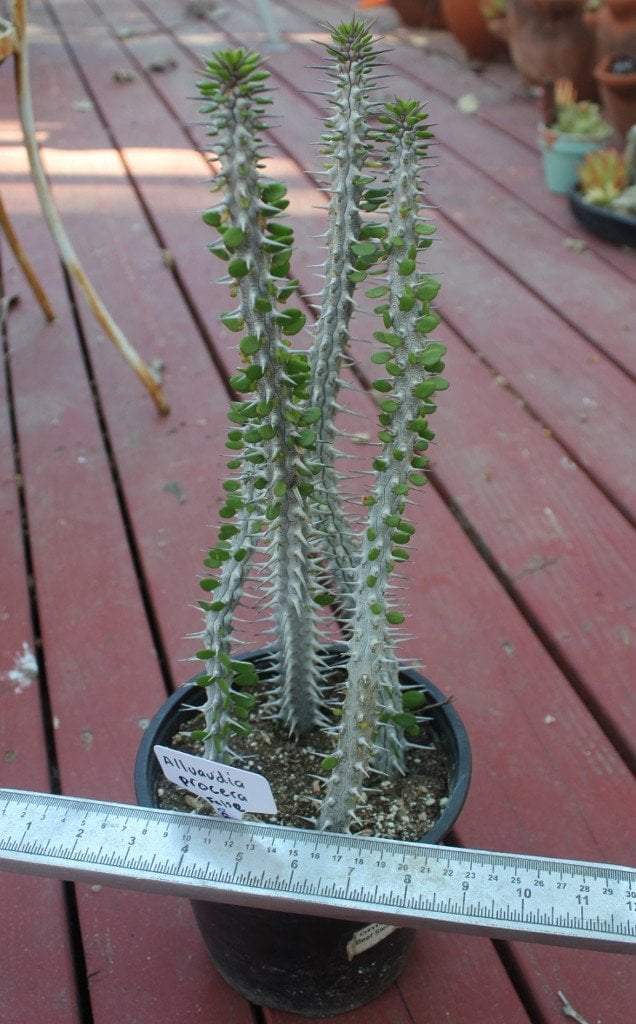 ocotillo succulent Alluaudia Procera aka False Ocotillo in 1 gallon container
