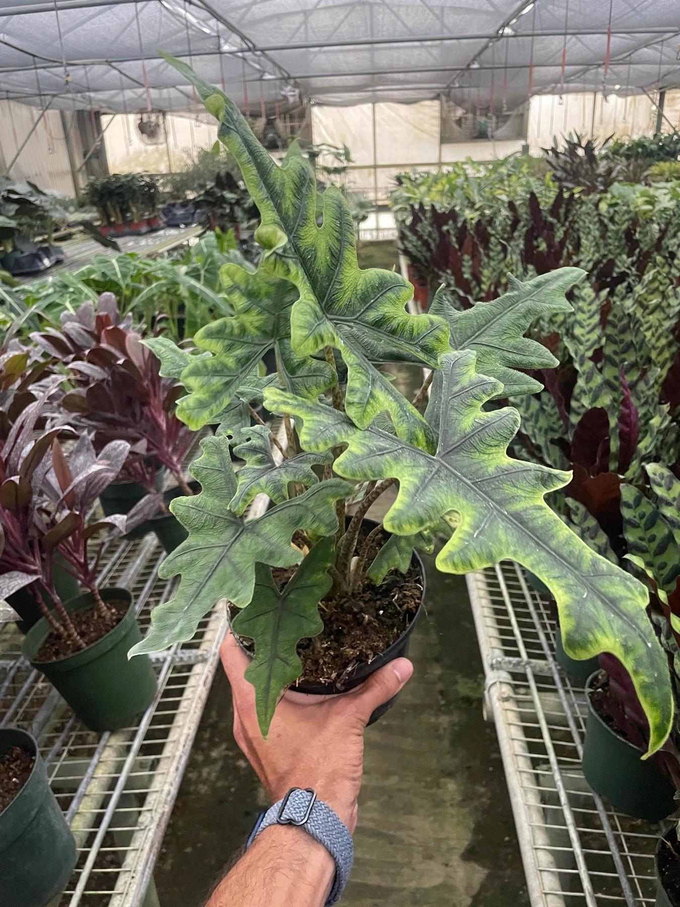 Alocasia 'Jacklyn'-Indoor Plants-The Succulent Source