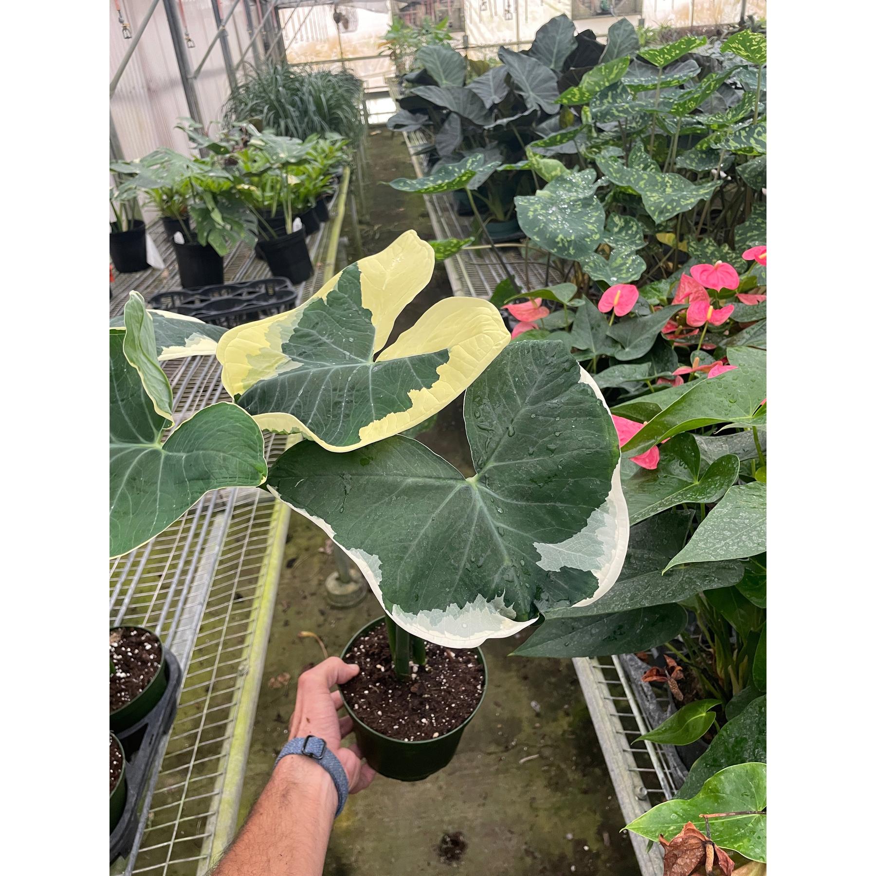 Alocasia 'Mickey Mouse' (Xanthosoma sagittifolium 'Variegatum Monstrosum')-Indoor Plants-The Succulent Source