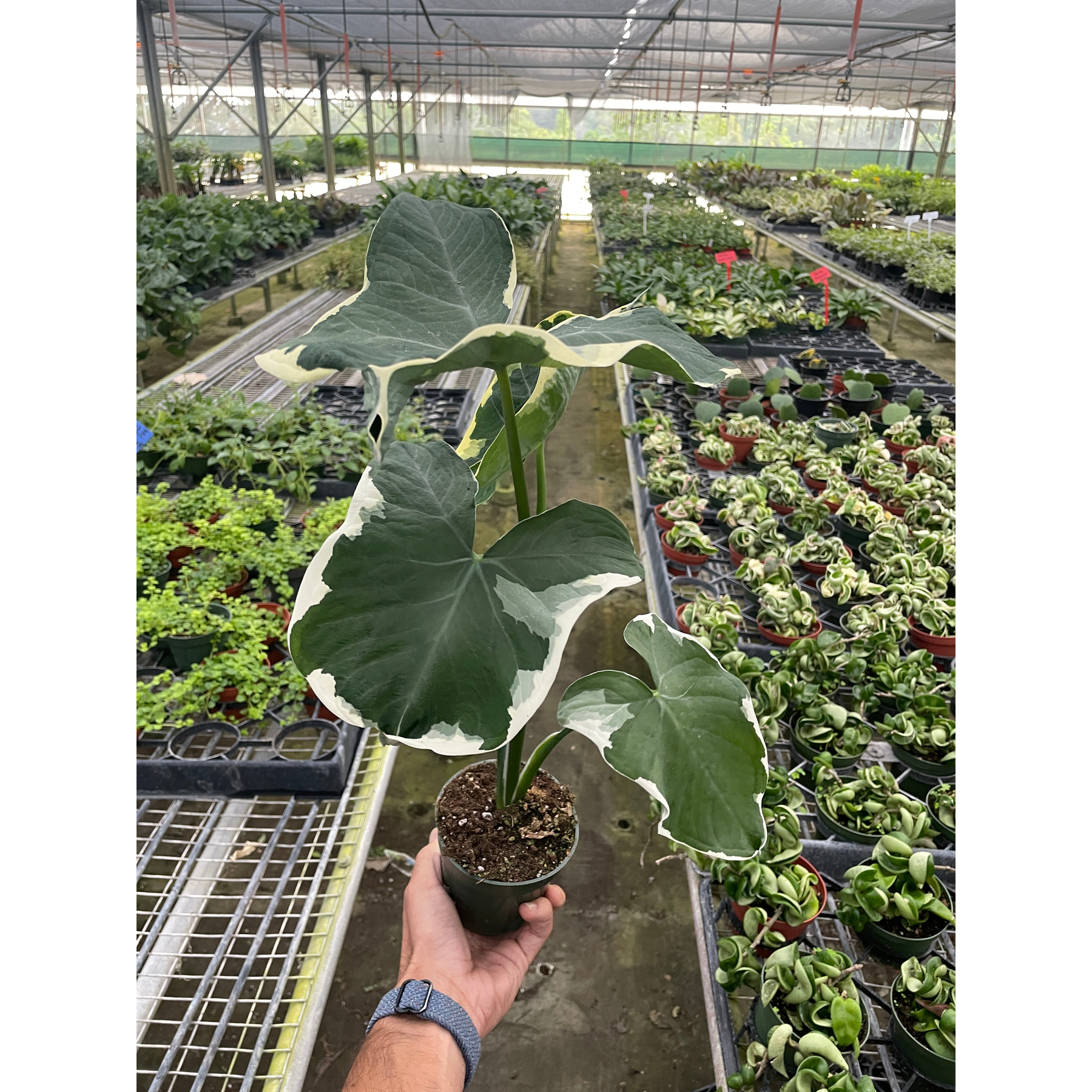 Alocasia 'Mickey Mouse' (Xanthosoma sagittifolium 'Variegatum Monstrosum')-Indoor Plants-The Succulent Source