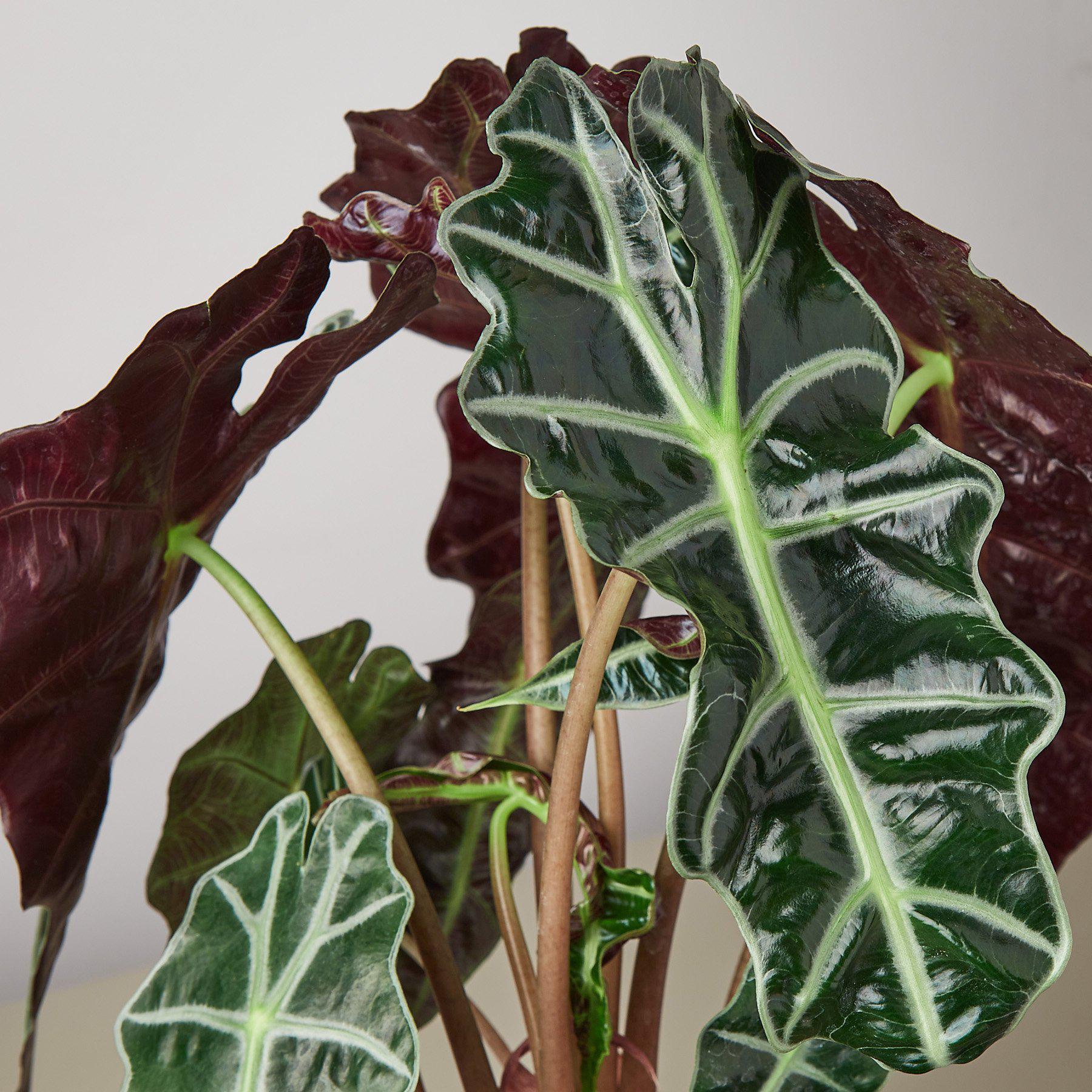 Alocasia Polly 'African Mask'-Indoor Plants-The Succulent Source