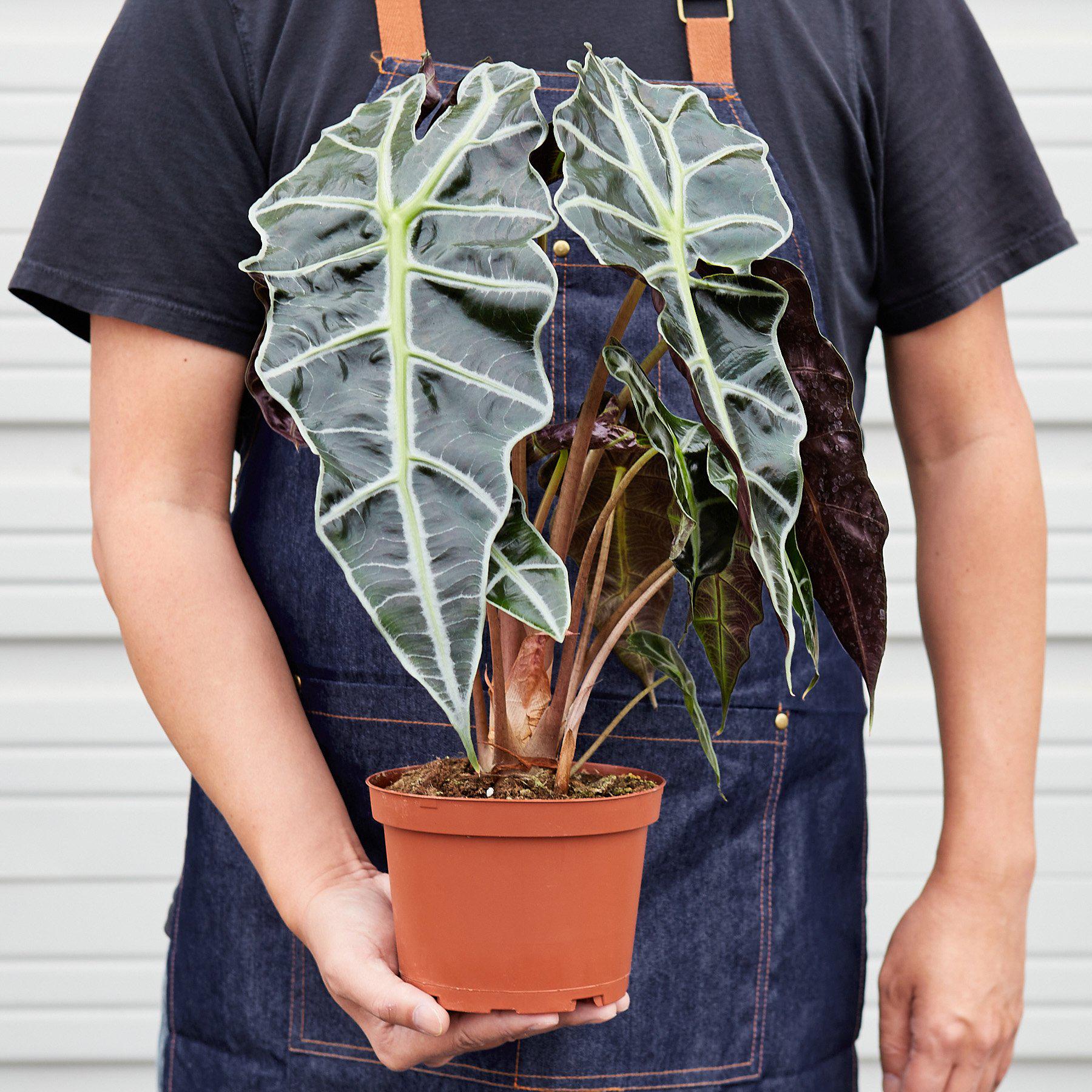 Alocasia Polly 'African Mask'-Indoor Plants-The Succulent Source