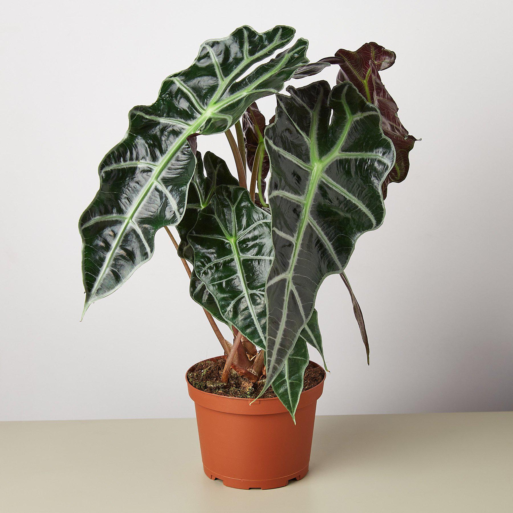 Alocasia Polly 'African Mask'-Indoor Plants-The Succulent Source