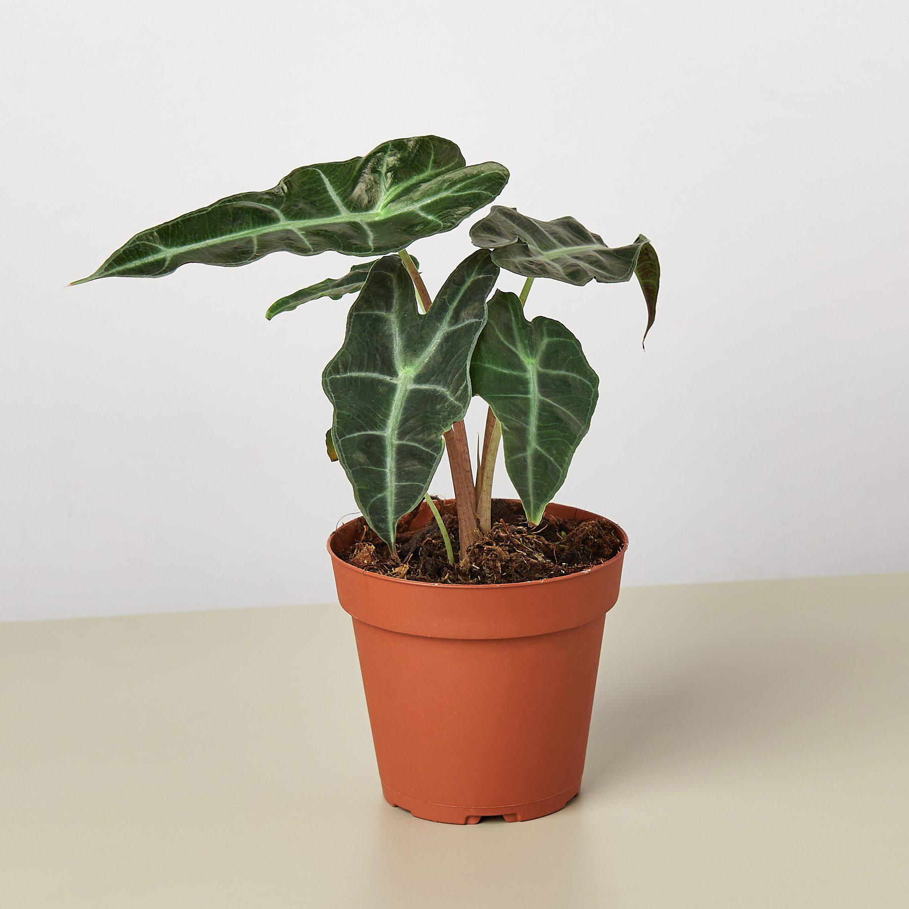 Alocasia Polly 'African Mask'-Indoor Plants-The Succulent Source