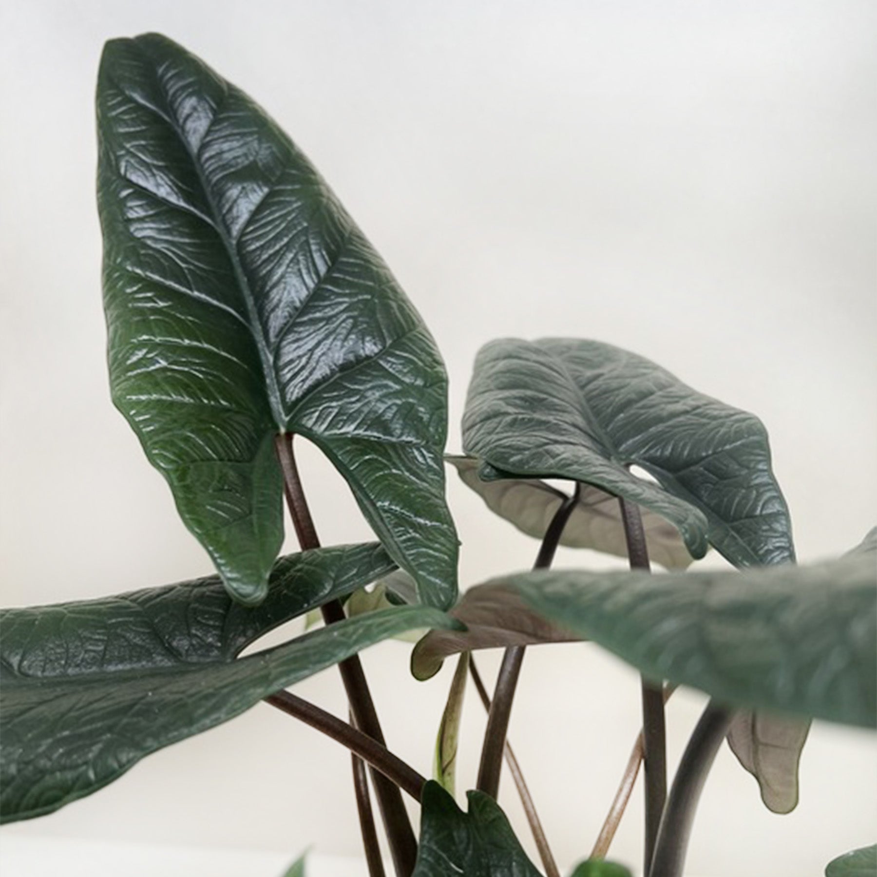Alocasia 'Scalprum'-Indoor Plants-The Succulent Source