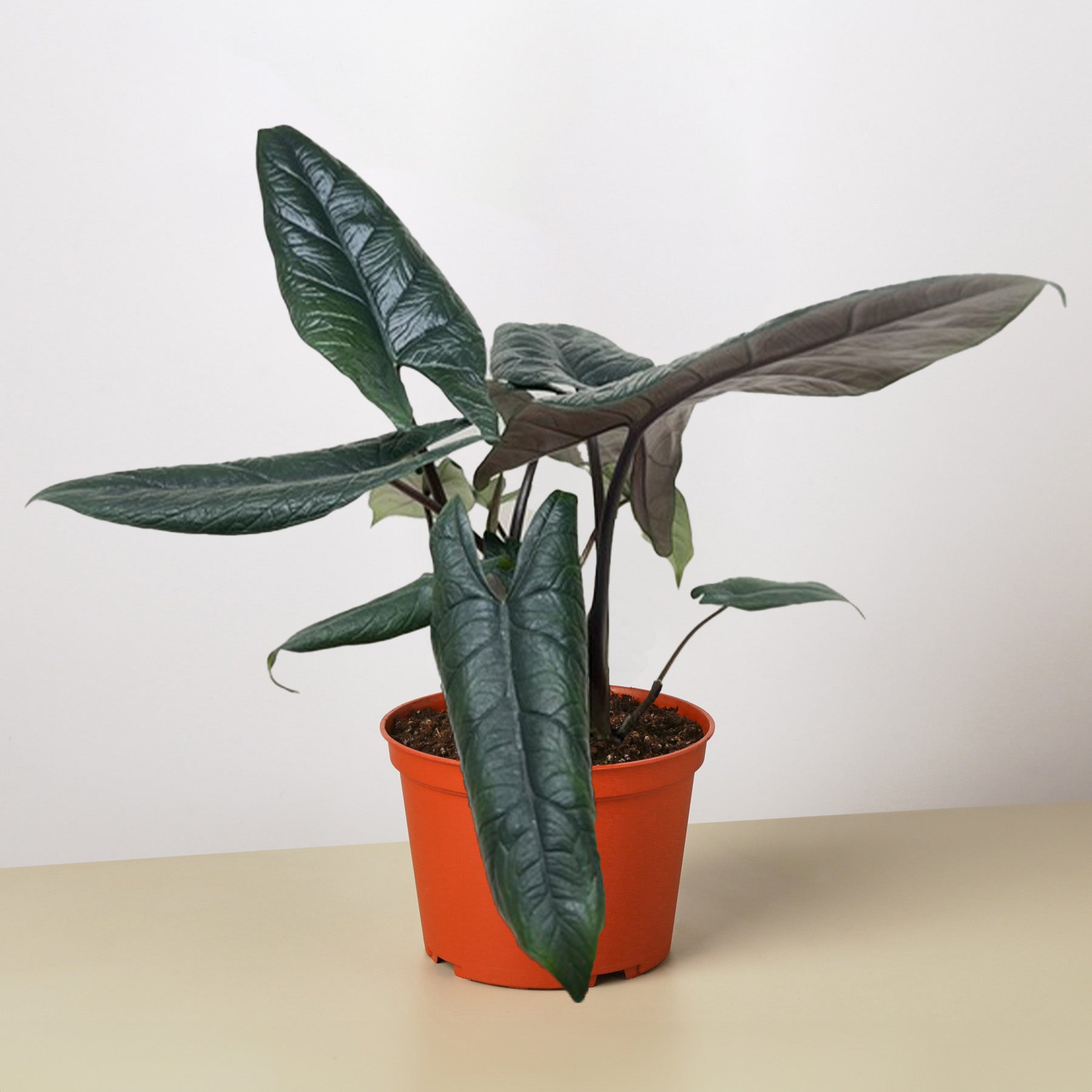scalprum plant Alocasia 'Scalprum'
