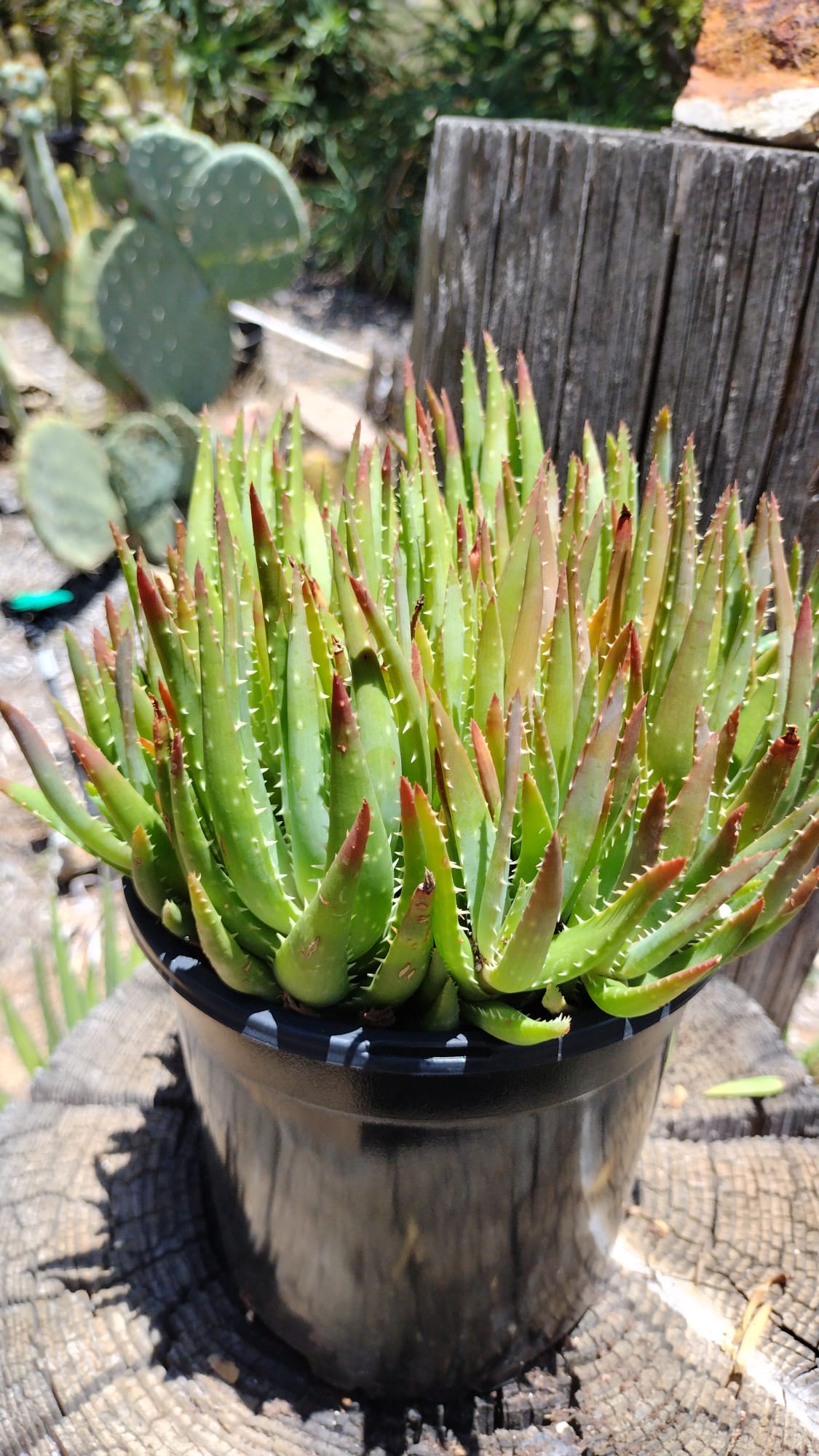 Aloe-Crosby's Prolific HYBRID 1 gallon container