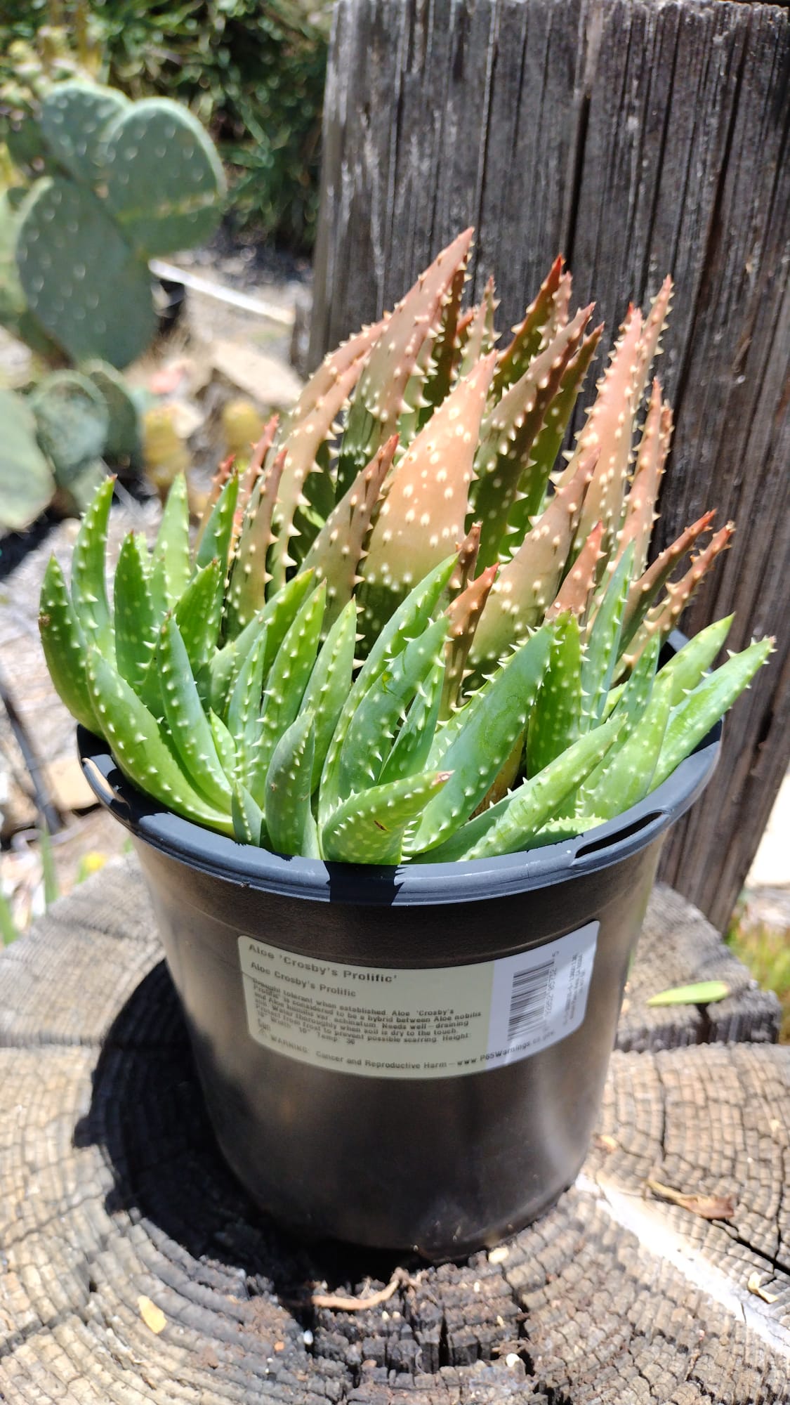 Aloe - "Crosby's Prolific"-Succulent - Large-The Succulent Source