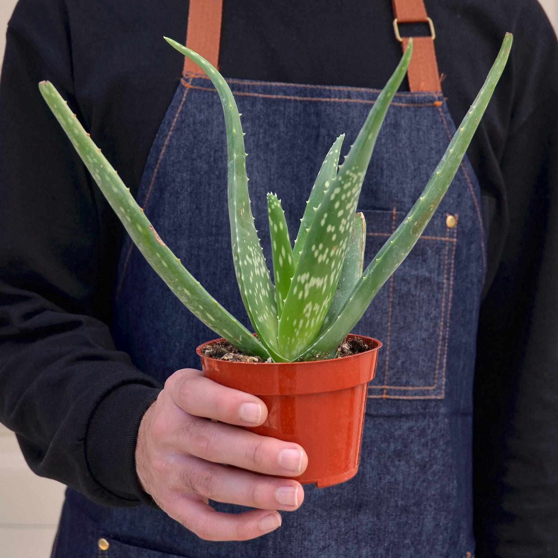 Aloe Vera-Aloe-The Succulent Source