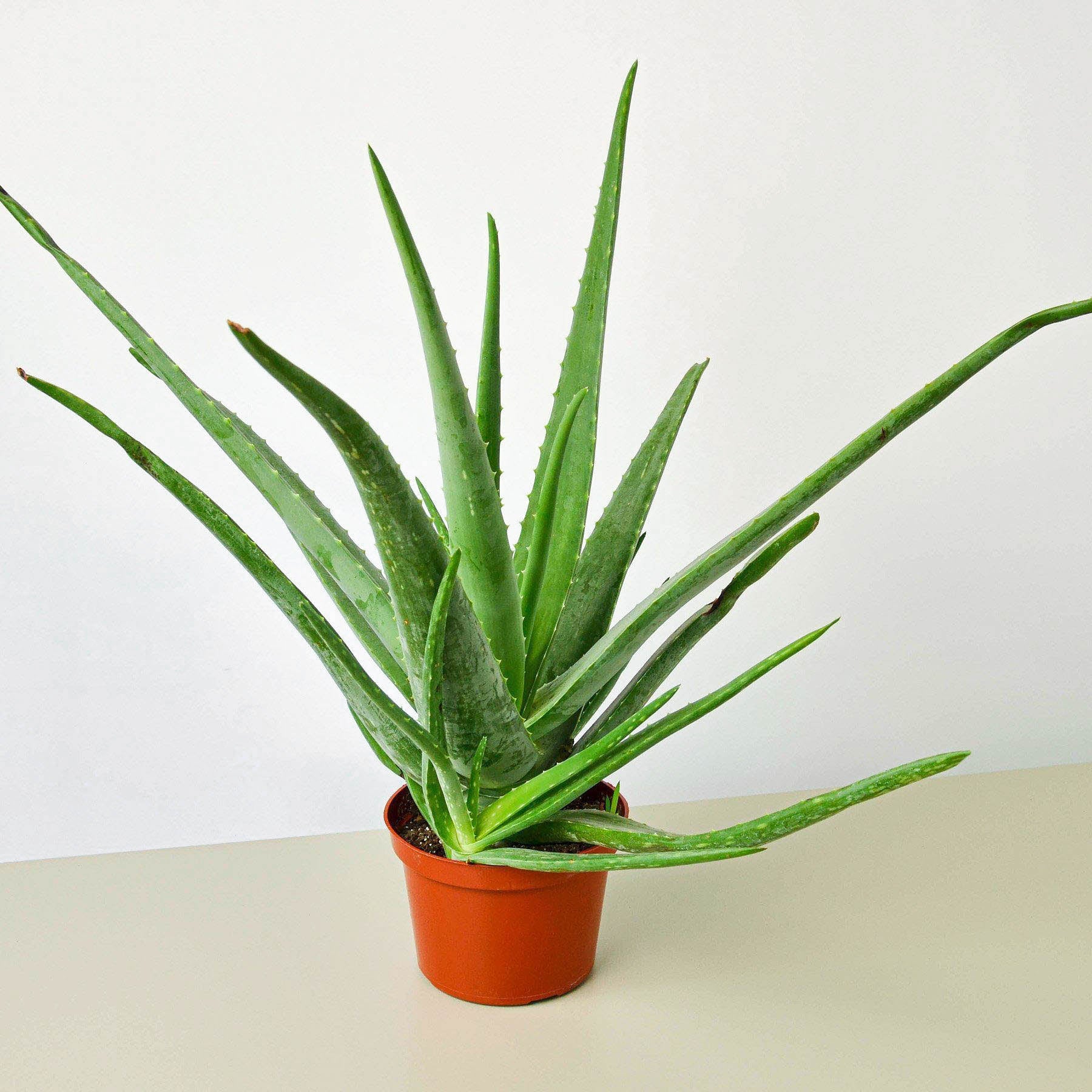 Aloe Vera-Aloe-The Succulent Source